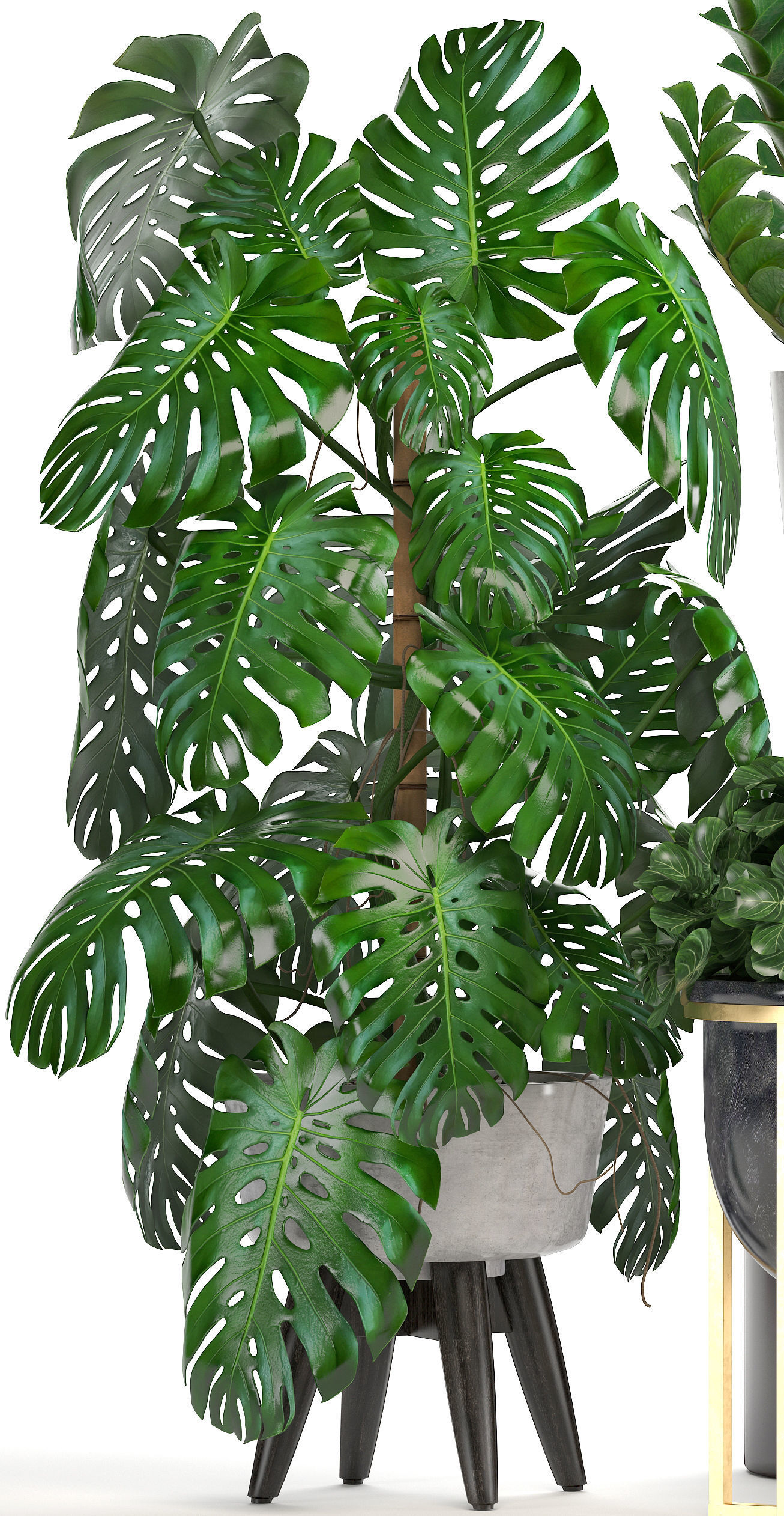 Collection of ornamental plants in pots 3D model_4