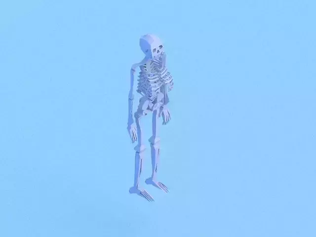 Low poly anatomic skeleton Free low-poly 3D model