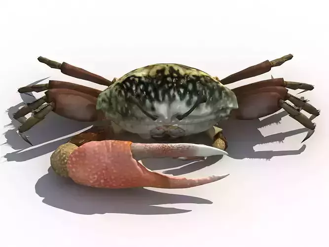 Lake Fiddler Crab Low-poly 3D model