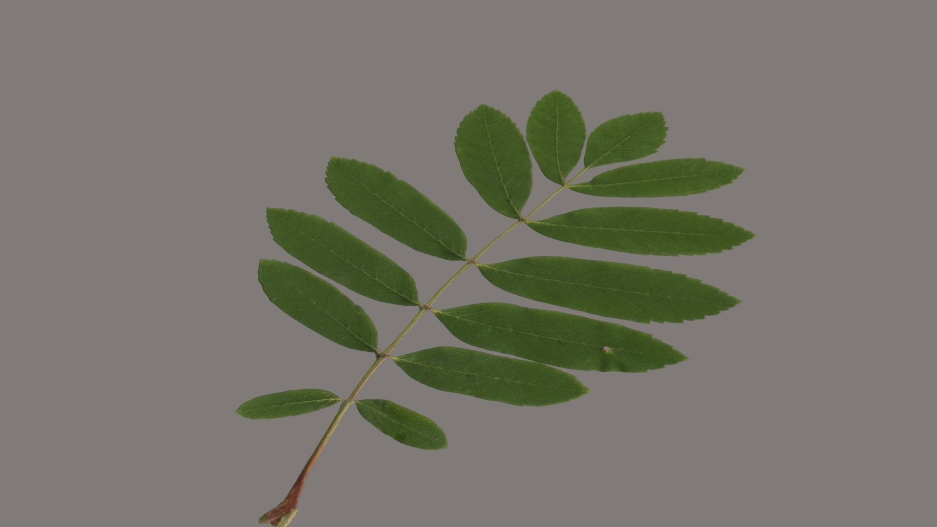 Rowan leaf Low-poly 3D model_1
