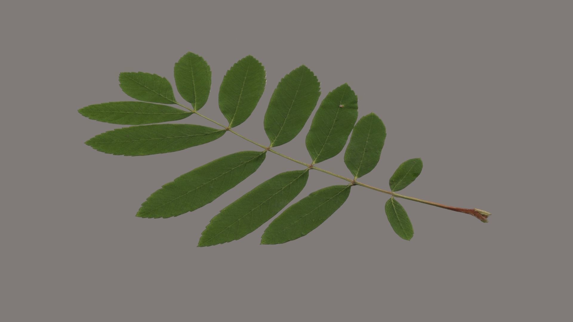 Rowan leaf Low-poly 3D model_2
