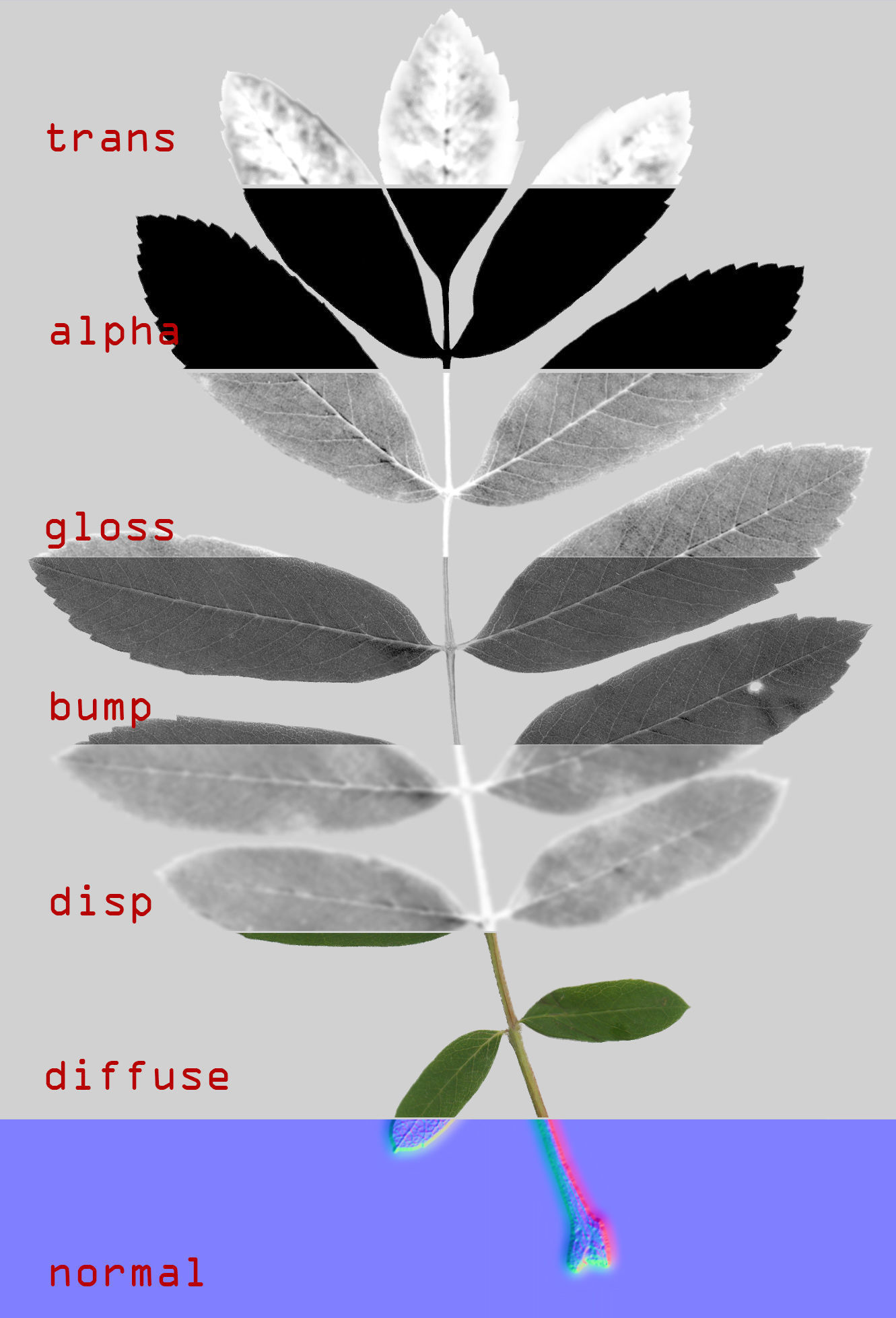 Rowan leaf Low-poly 3D model_5