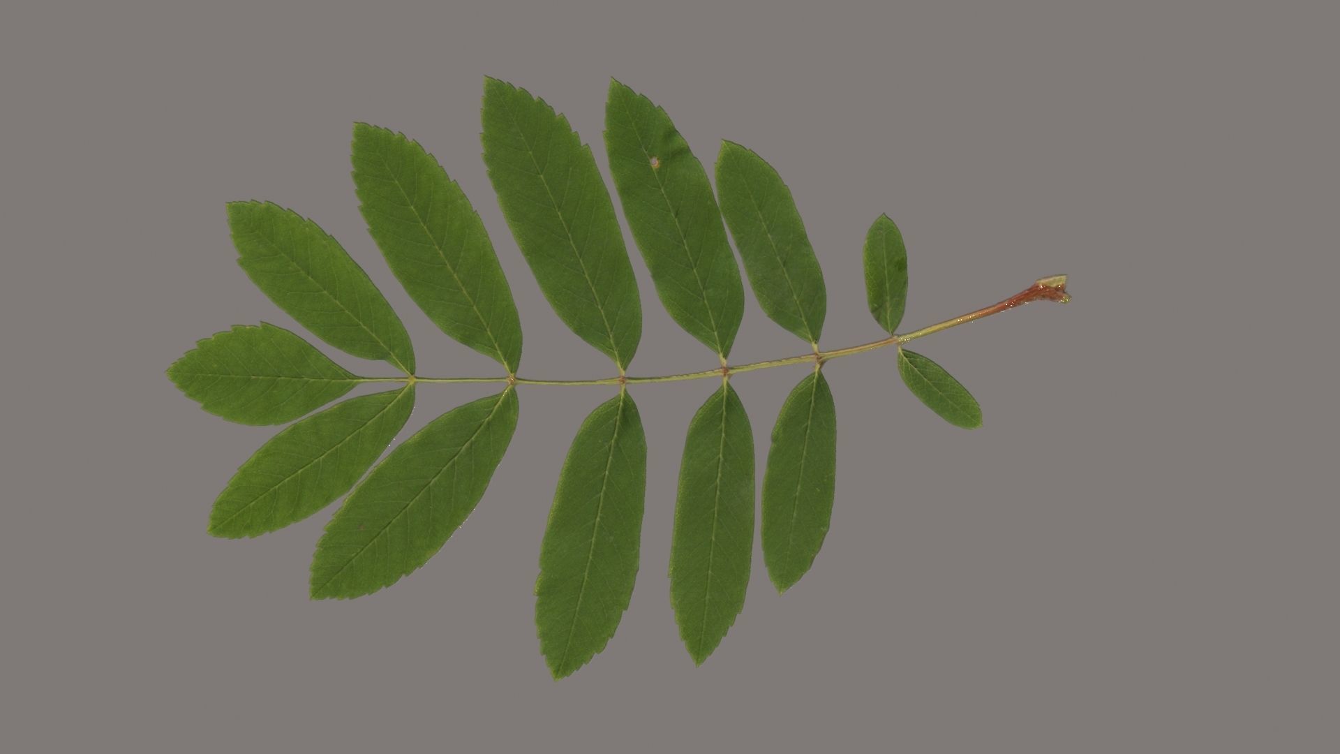 Rowan leaf Low-poly 3D model_4