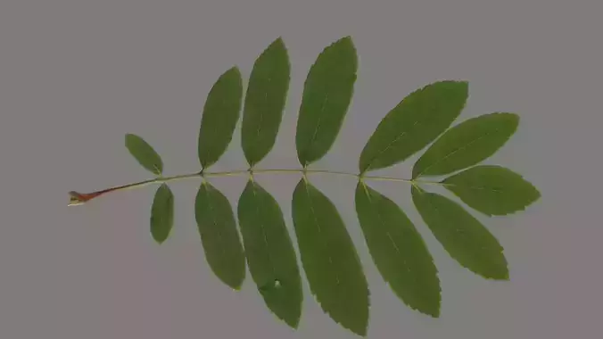 Rowan leaf Low-poly 3D model