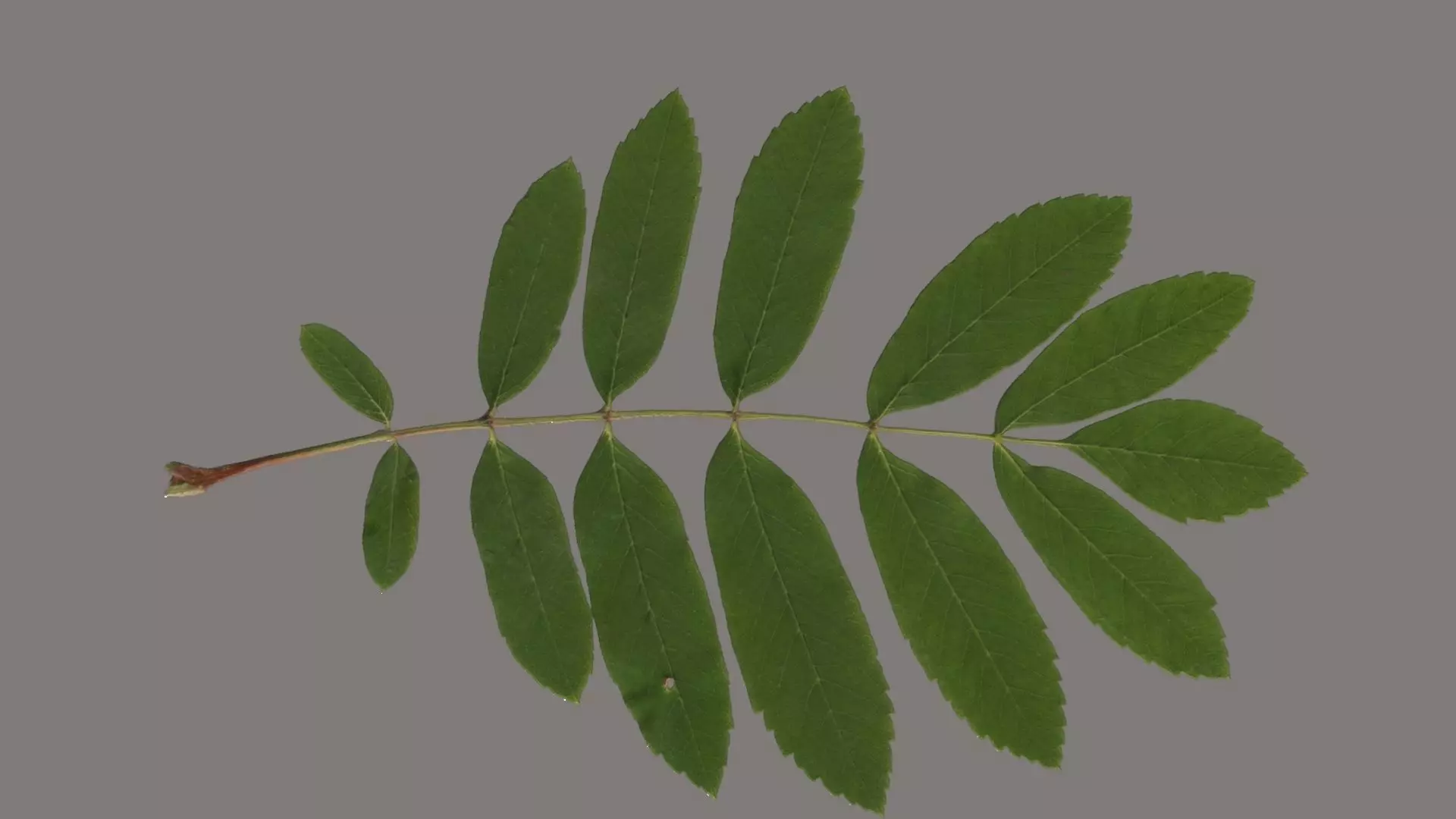 Rowan leaf Low-poly 3D model_0