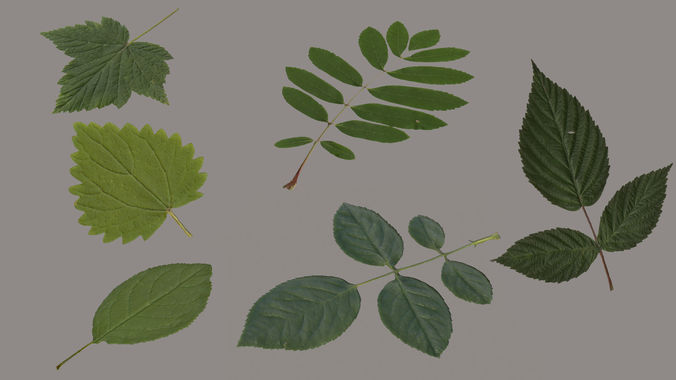 Leaf Pack Low-poly 3D model