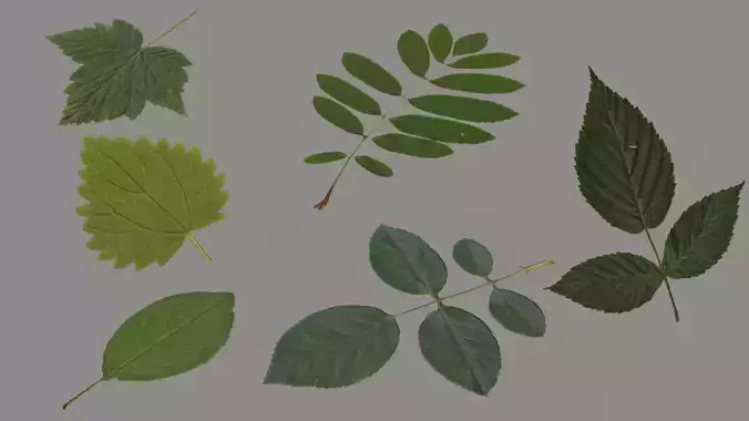 Leaf Pack Low-poly 3D model