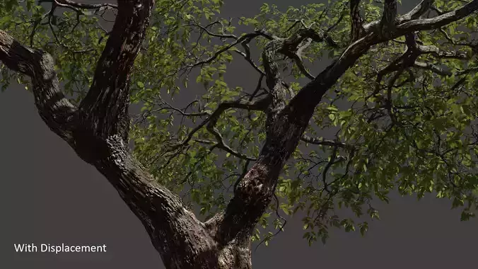 Tree eucalyptus 3D model