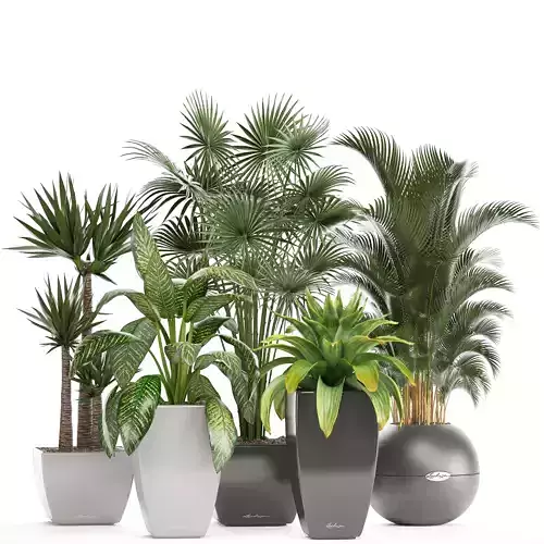 collection of plants in pots