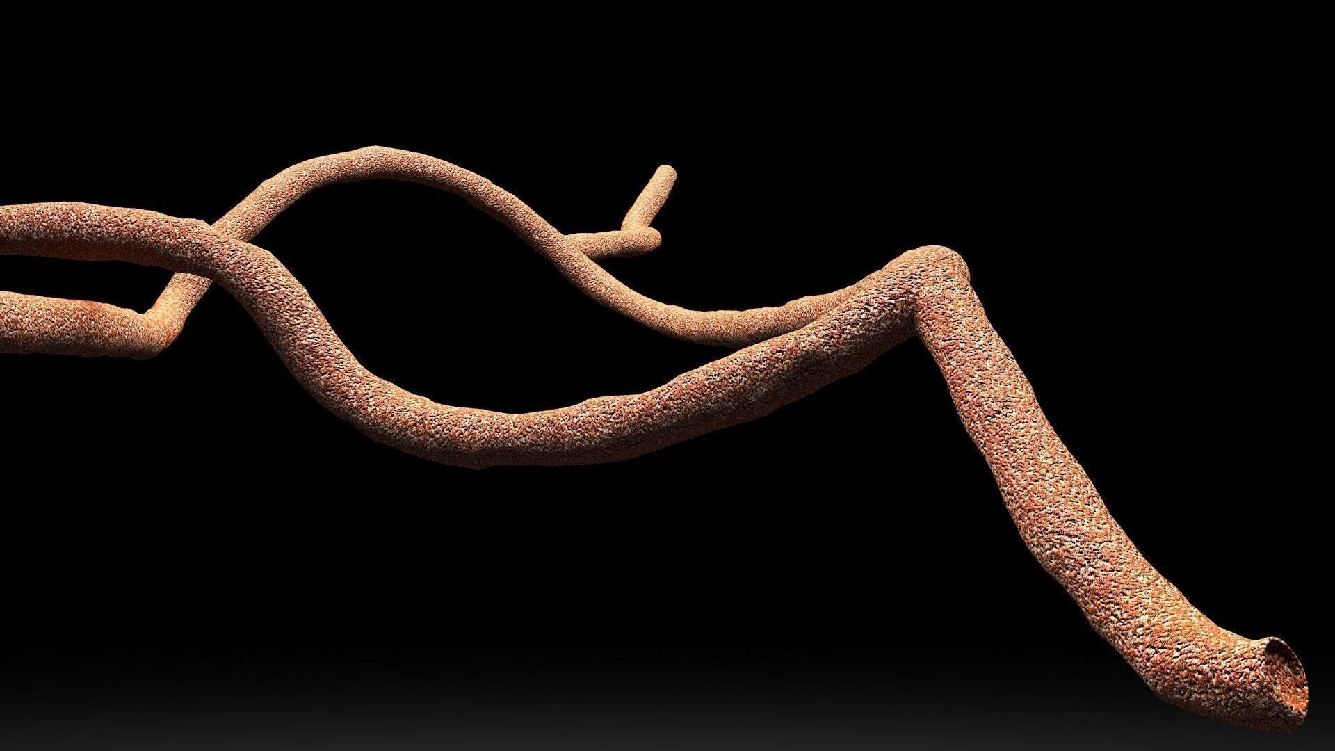 Microscopic Ebola Virus 3D model_4