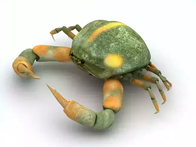 Crab Pyrhila pisum Low-poly 3D model