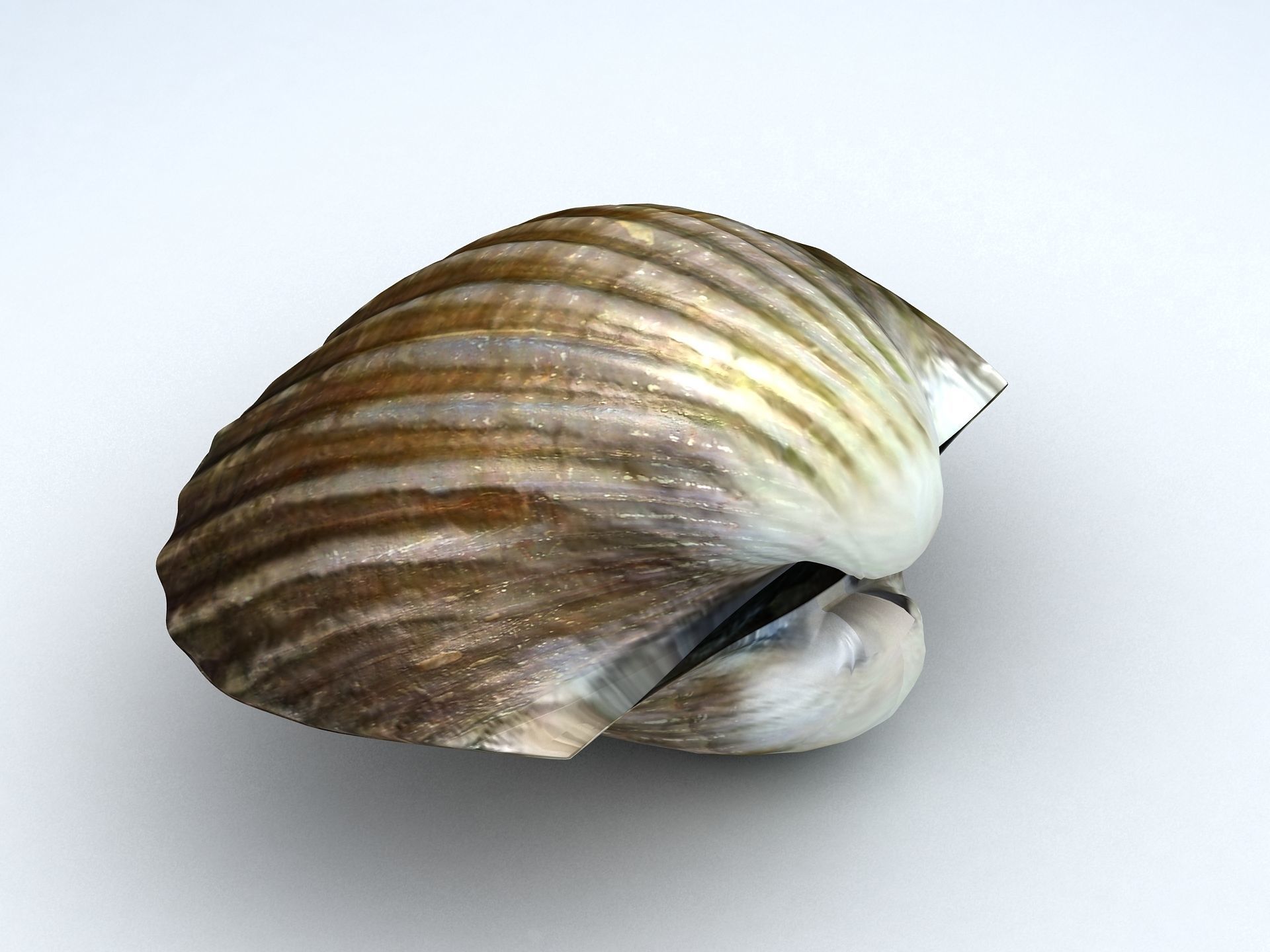 Tegillarca granosa Clam Low-poly 3D model_6