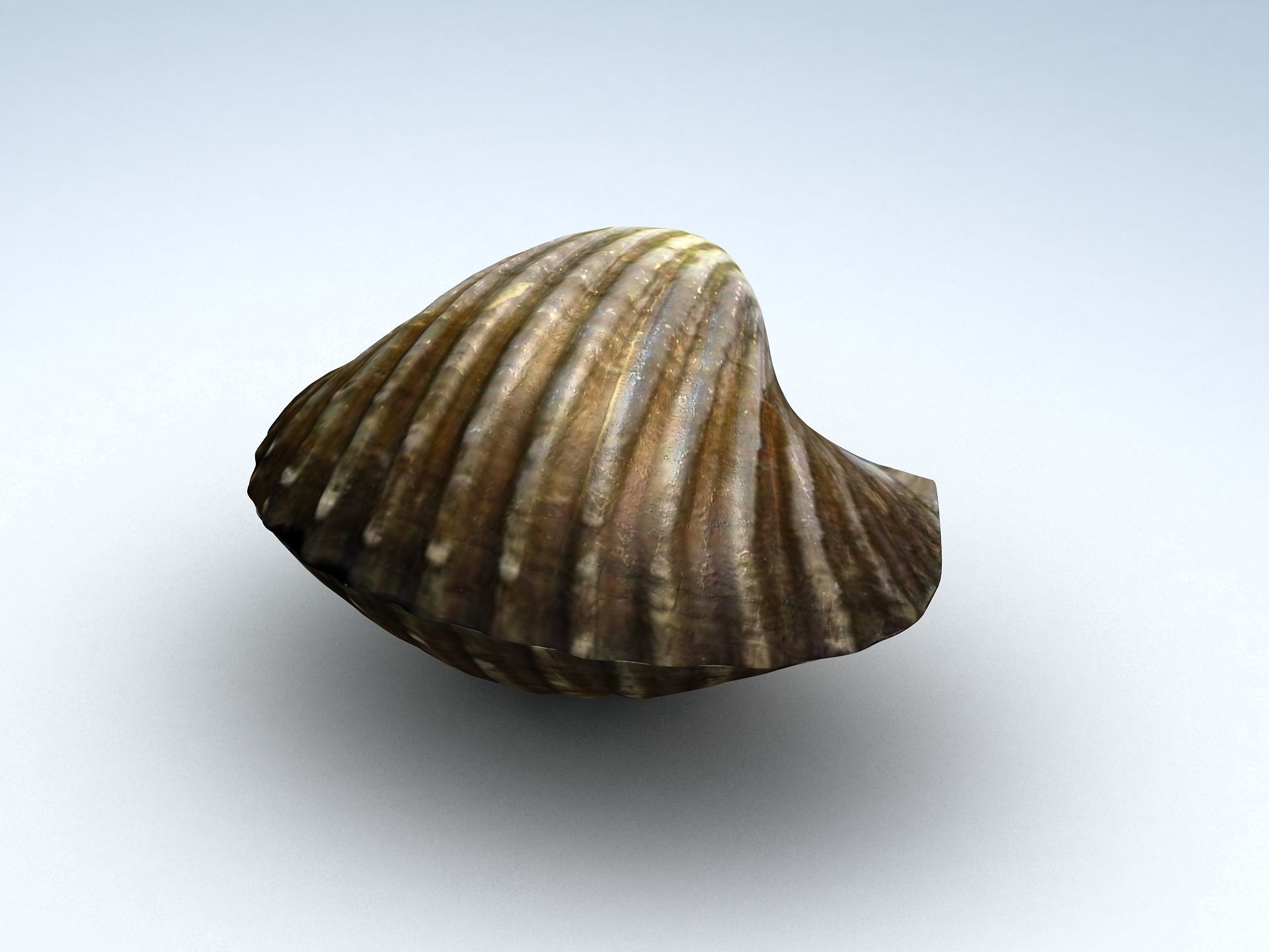 Tegillarca granosa Clam Low-poly 3D model_4