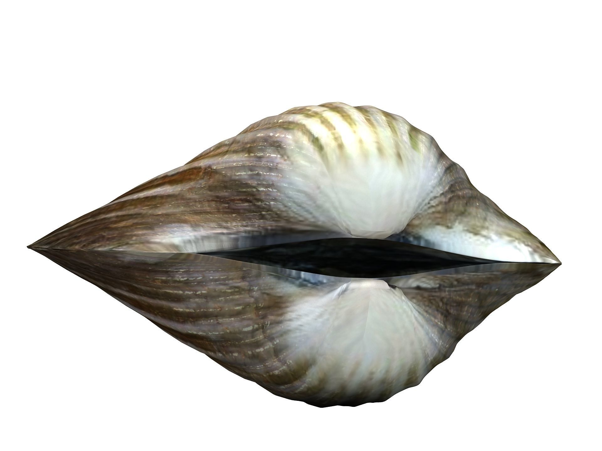 Tegillarca granosa Clam Low-poly 3D model_1