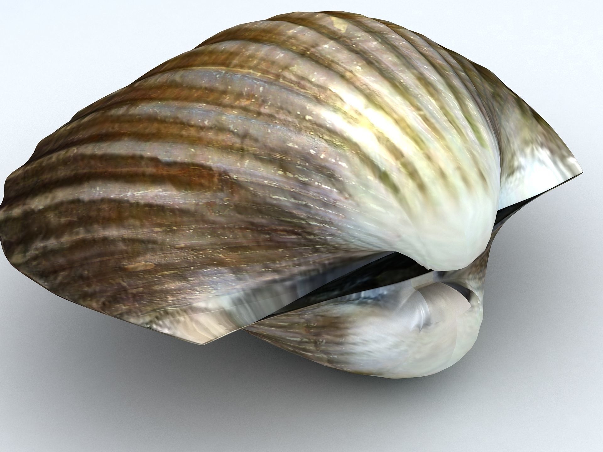 Tegillarca granosa Clam Low-poly 3D model_2