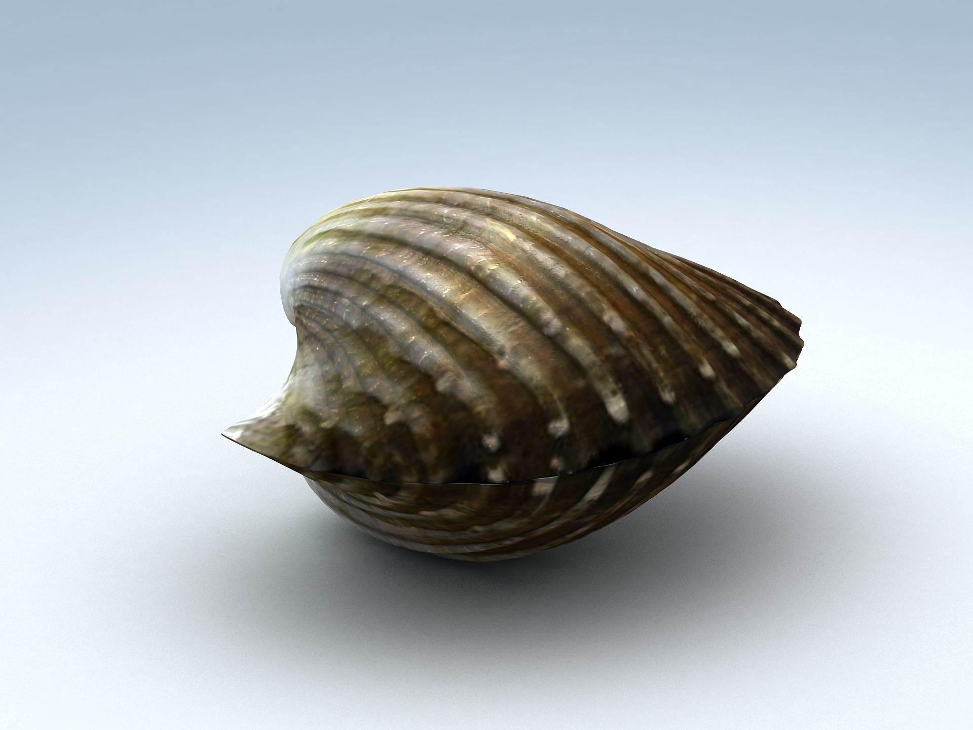 Tegillarca granosa Clam Low-poly 3D model_3