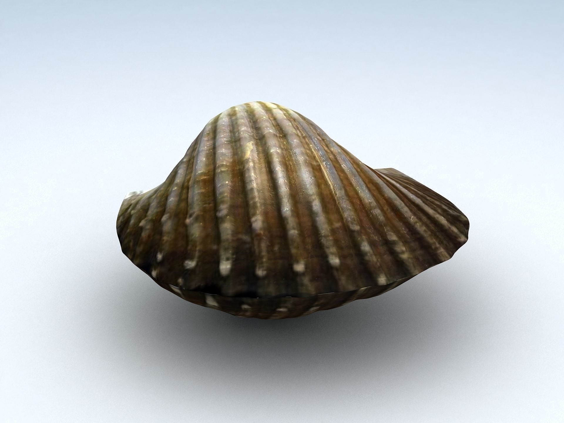 Tegillarca granosa Clam Low-poly 3D model_8