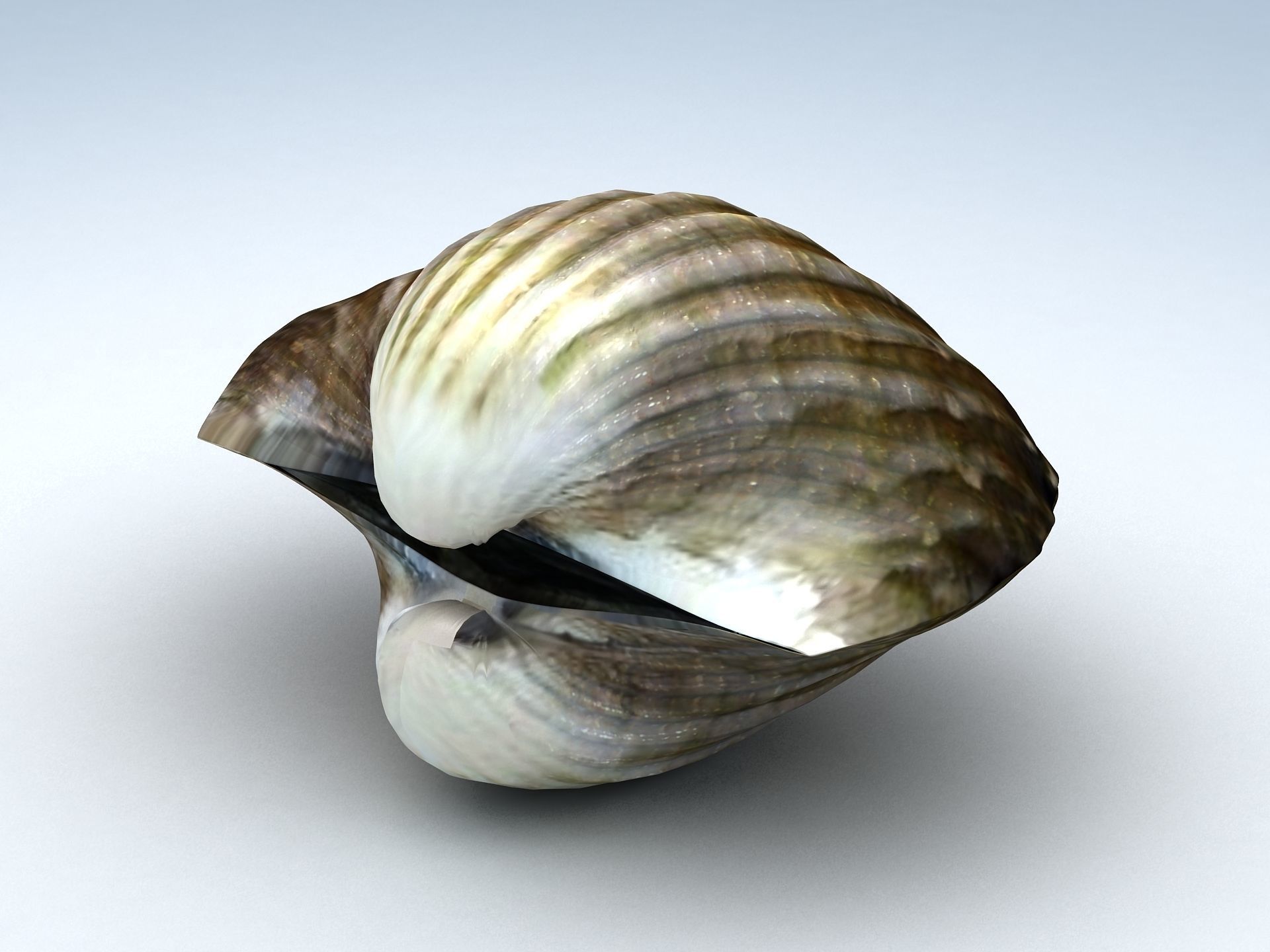 Tegillarca granosa Clam Low-poly 3D model_5