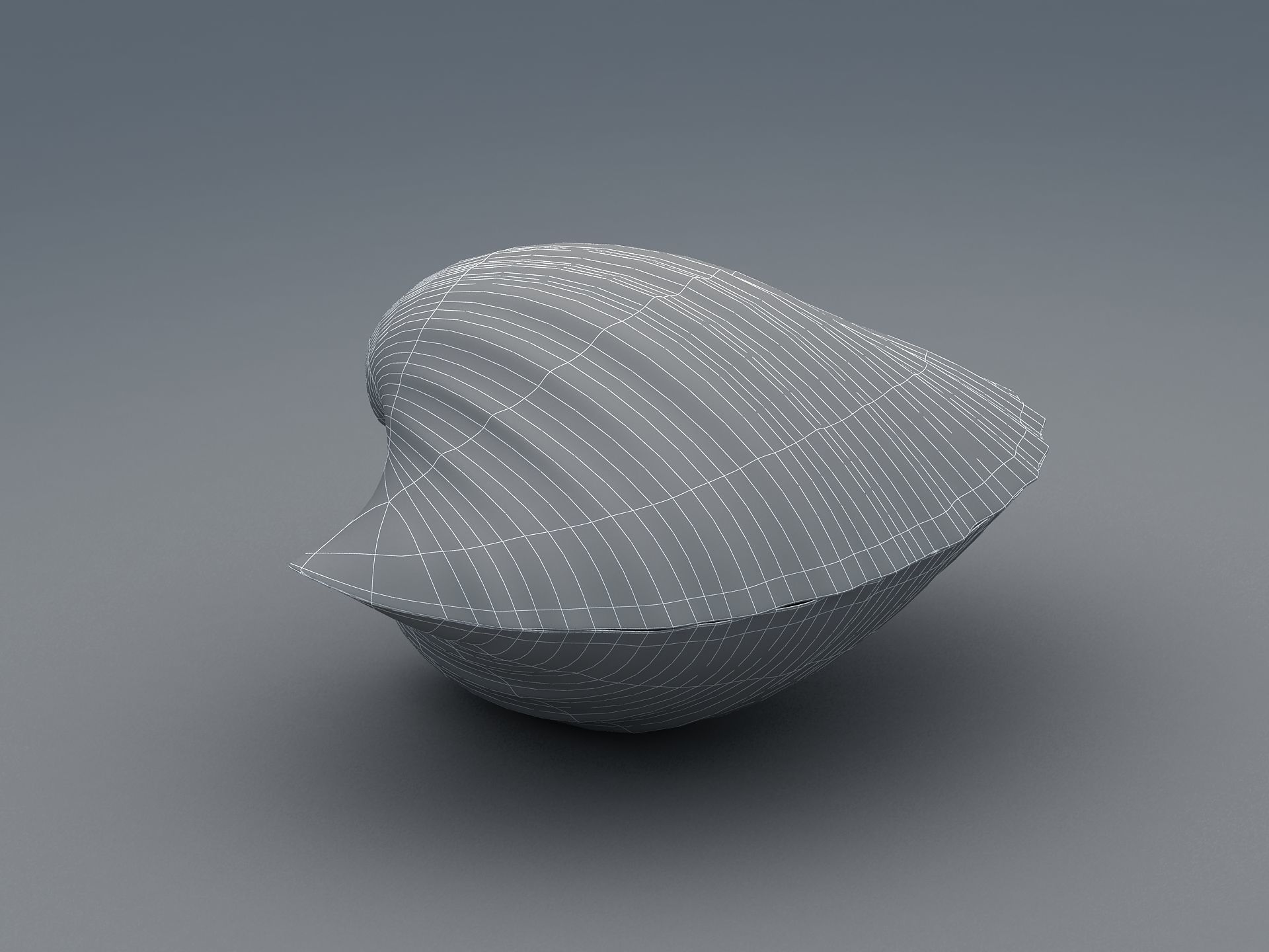 Tegillarca granosa Clam Low-poly 3D model_13