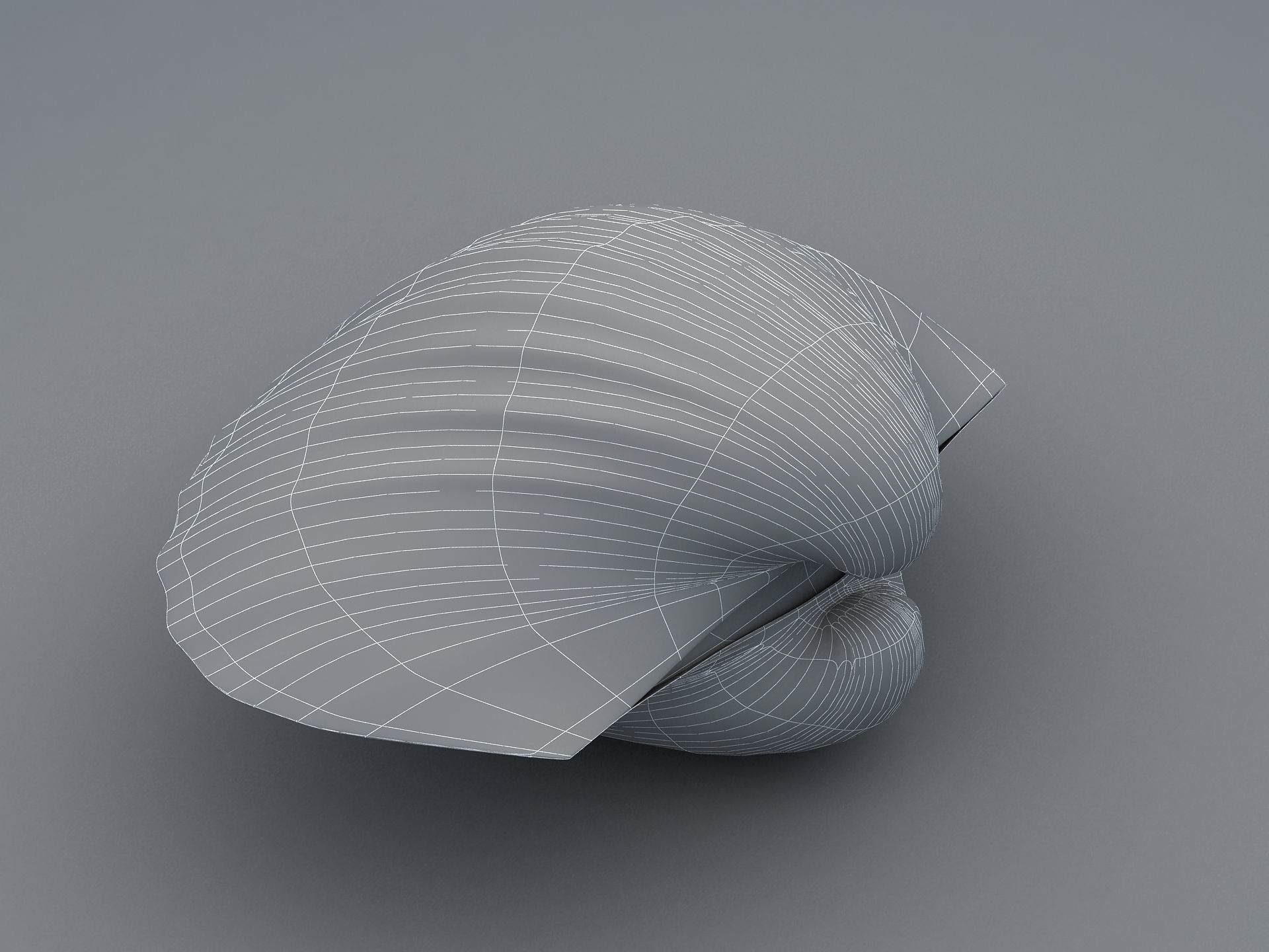 Tegillarca granosa Clam Low-poly 3D model_18