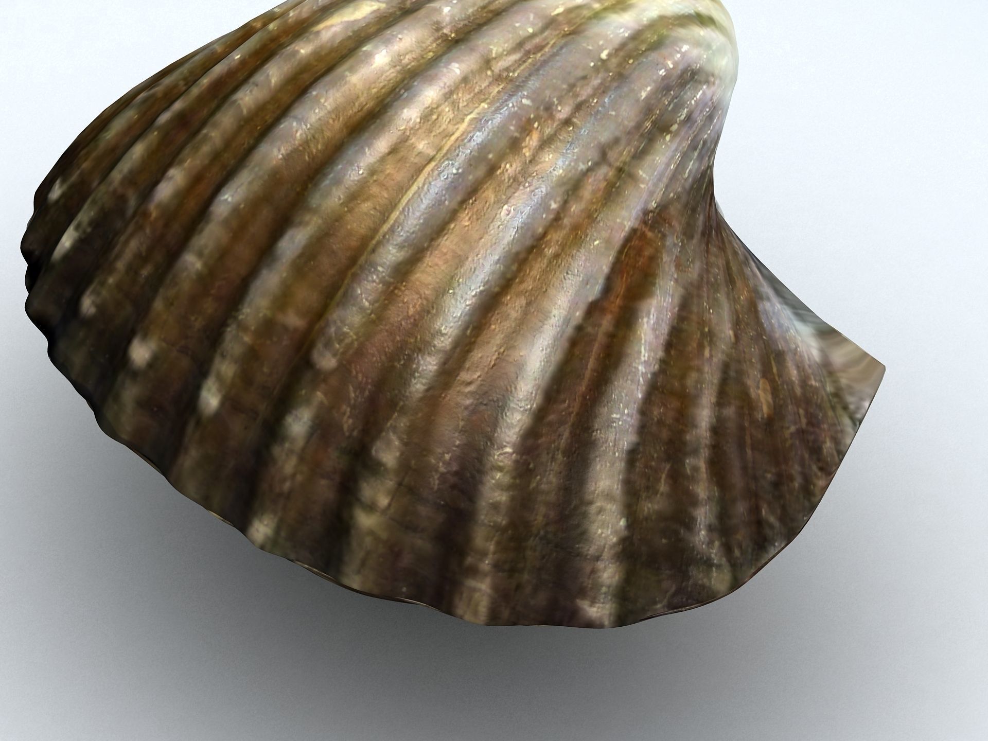 Tegillarca granosa Clam Low-poly 3D model_9