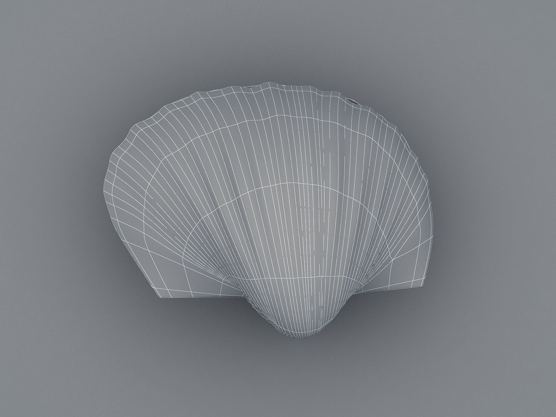 Tegillarca granosa Clam Low-poly 3D model_10