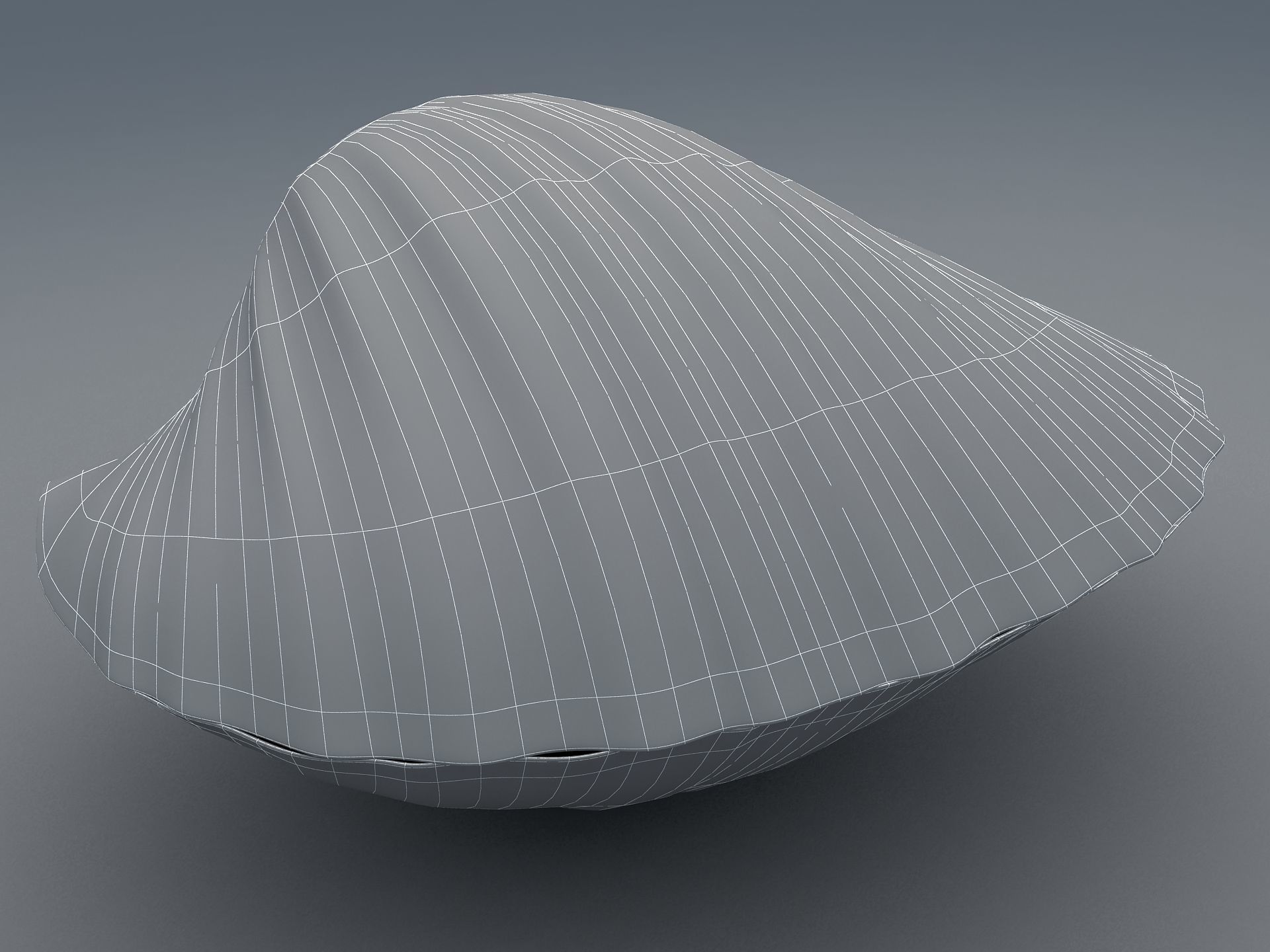 Tegillarca granosa Clam Low-poly 3D model_17