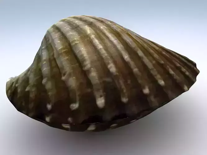 Tegillarca granosa Clam Low-poly 3D model