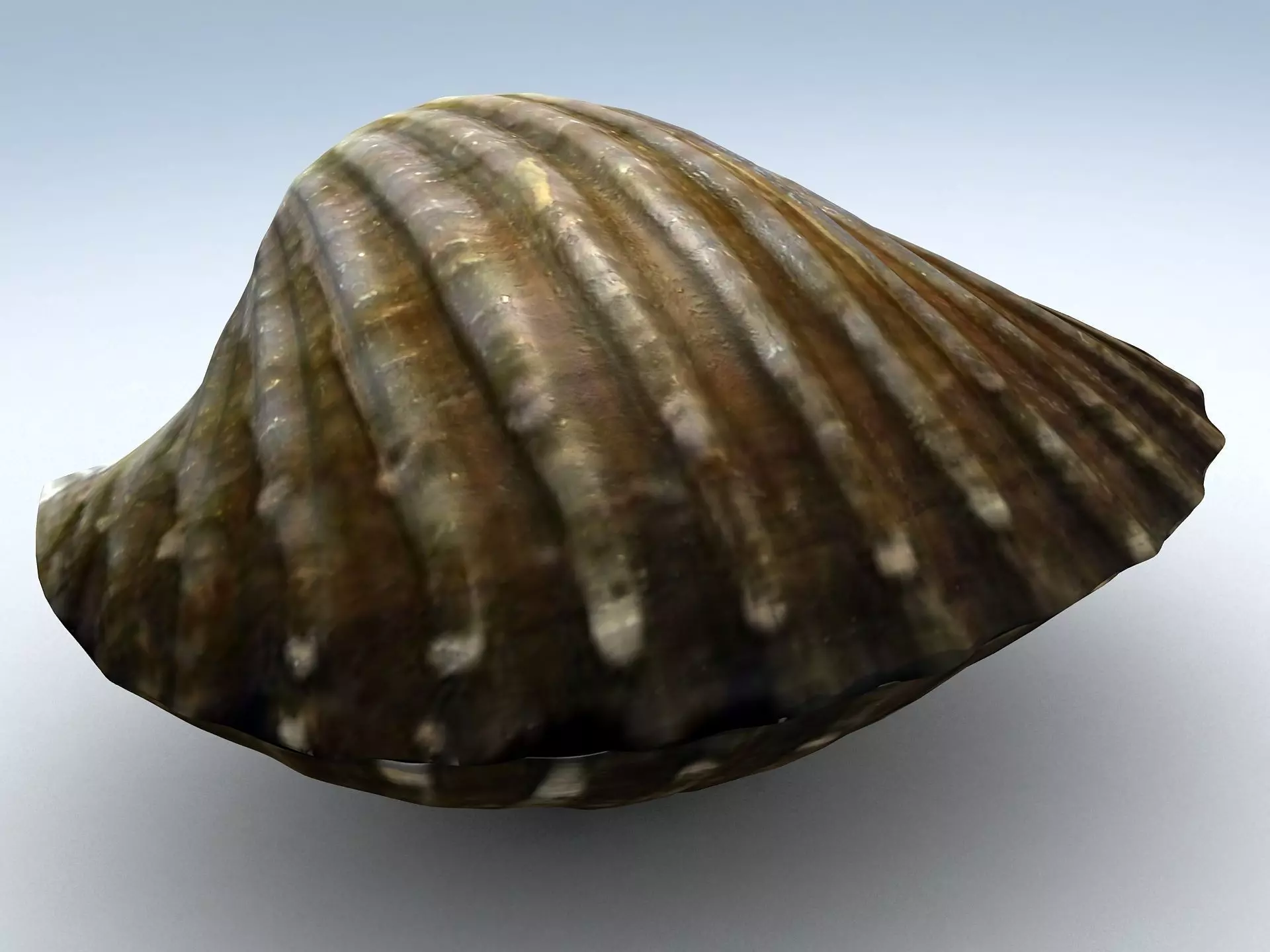Tegillarca granosa Clam Low-poly 3D model_0