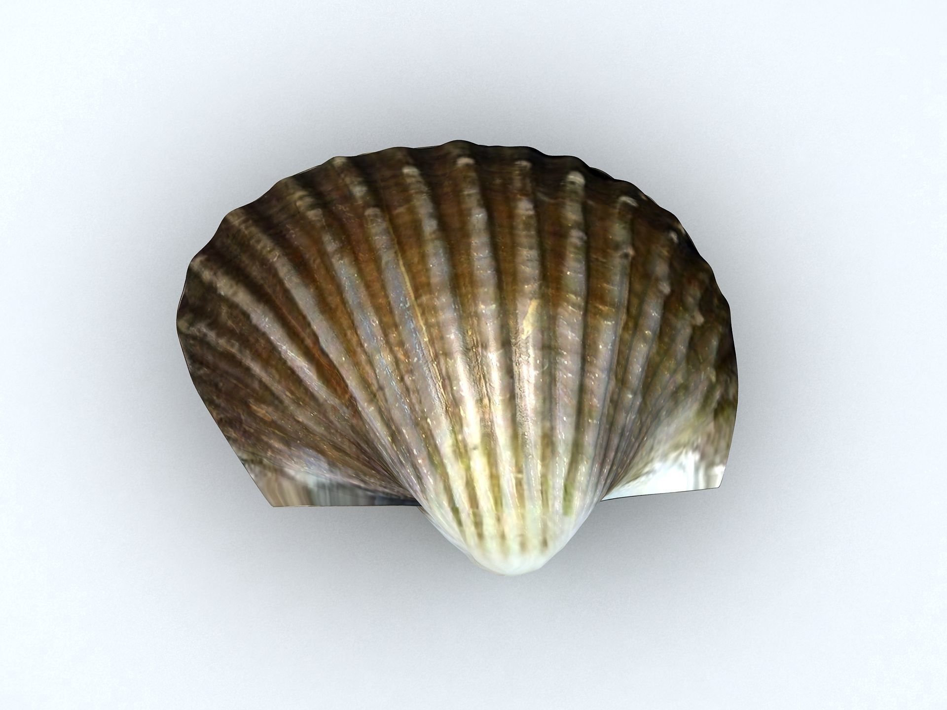 Tegillarca granosa Clam Low-poly 3D model_7