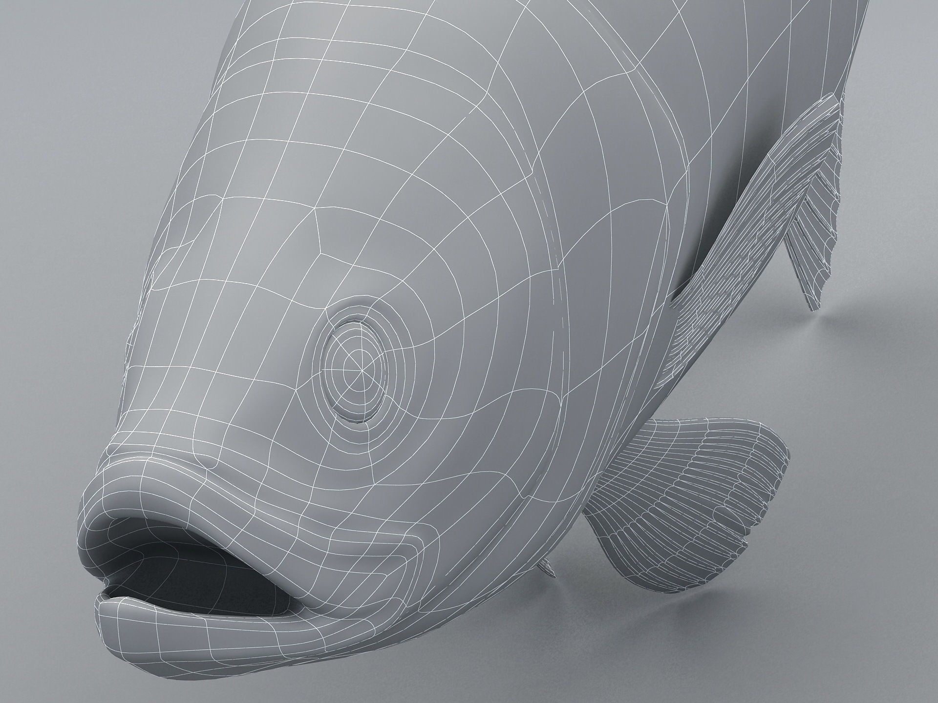 Perch Weever Sea Bass Fish Low-poly 3D model_13