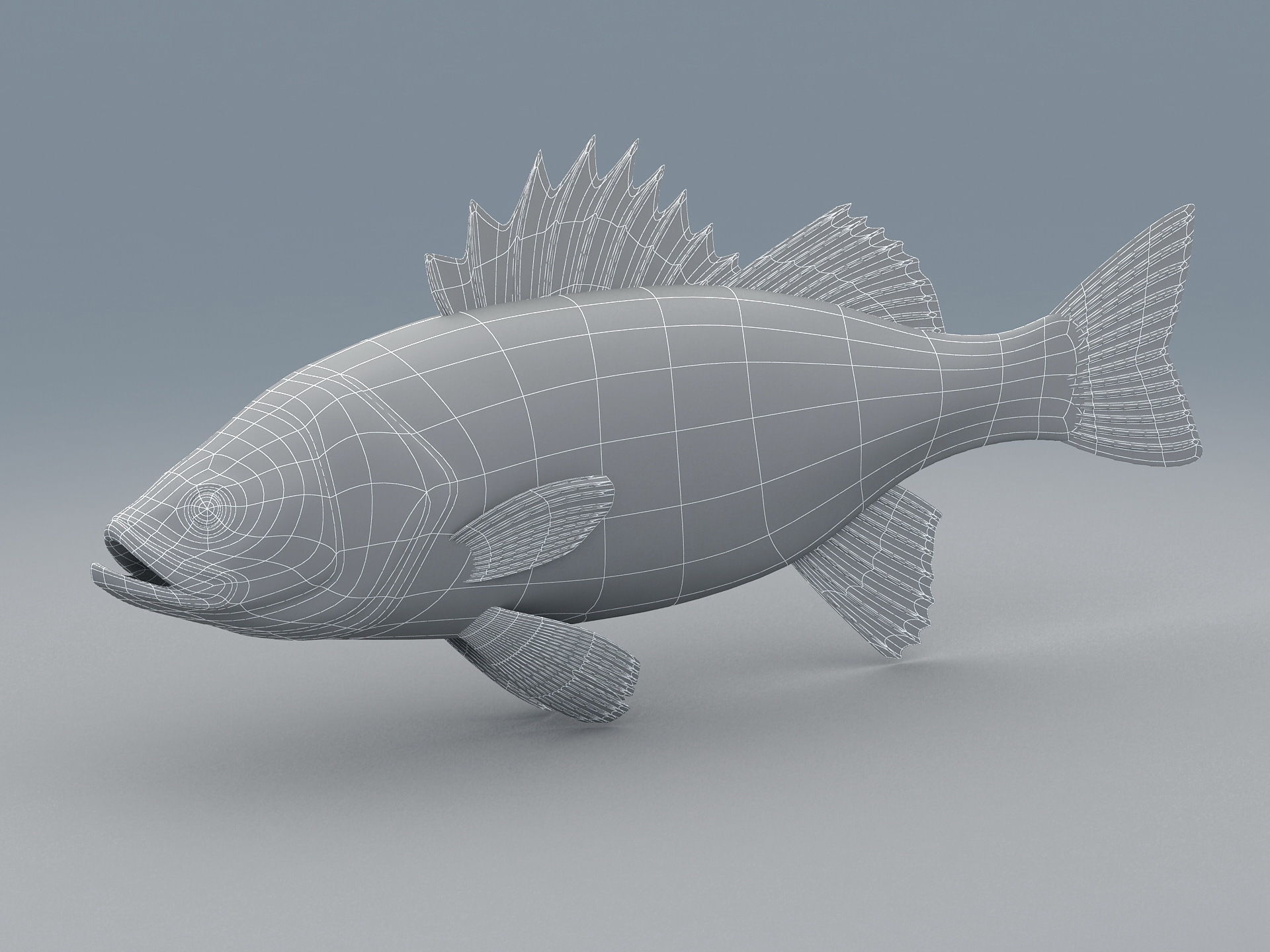 Perch Weever Sea Bass Fish Low-poly 3D model_12