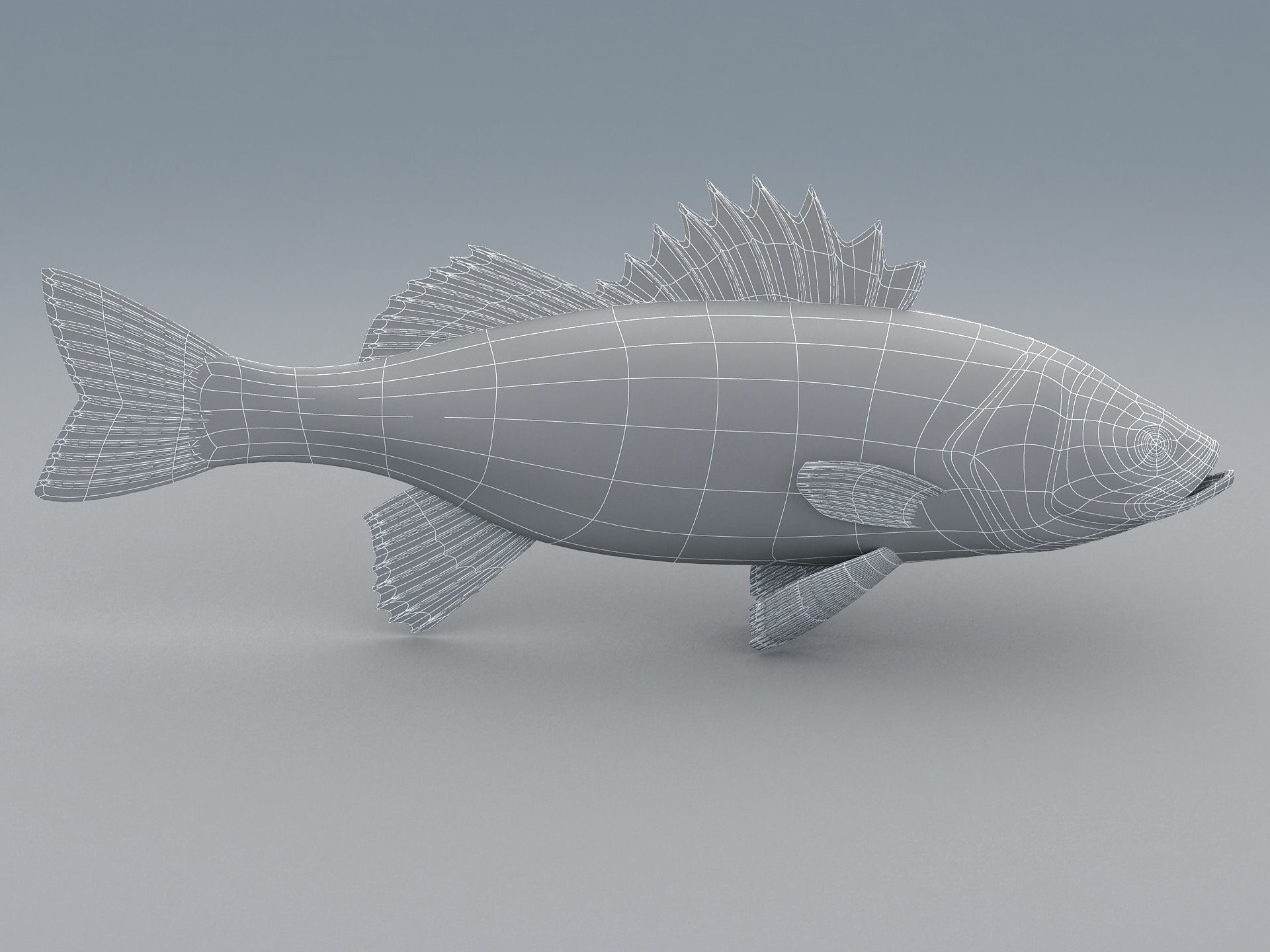 Perch Weever Sea Bass Fish Low-poly 3D model_18