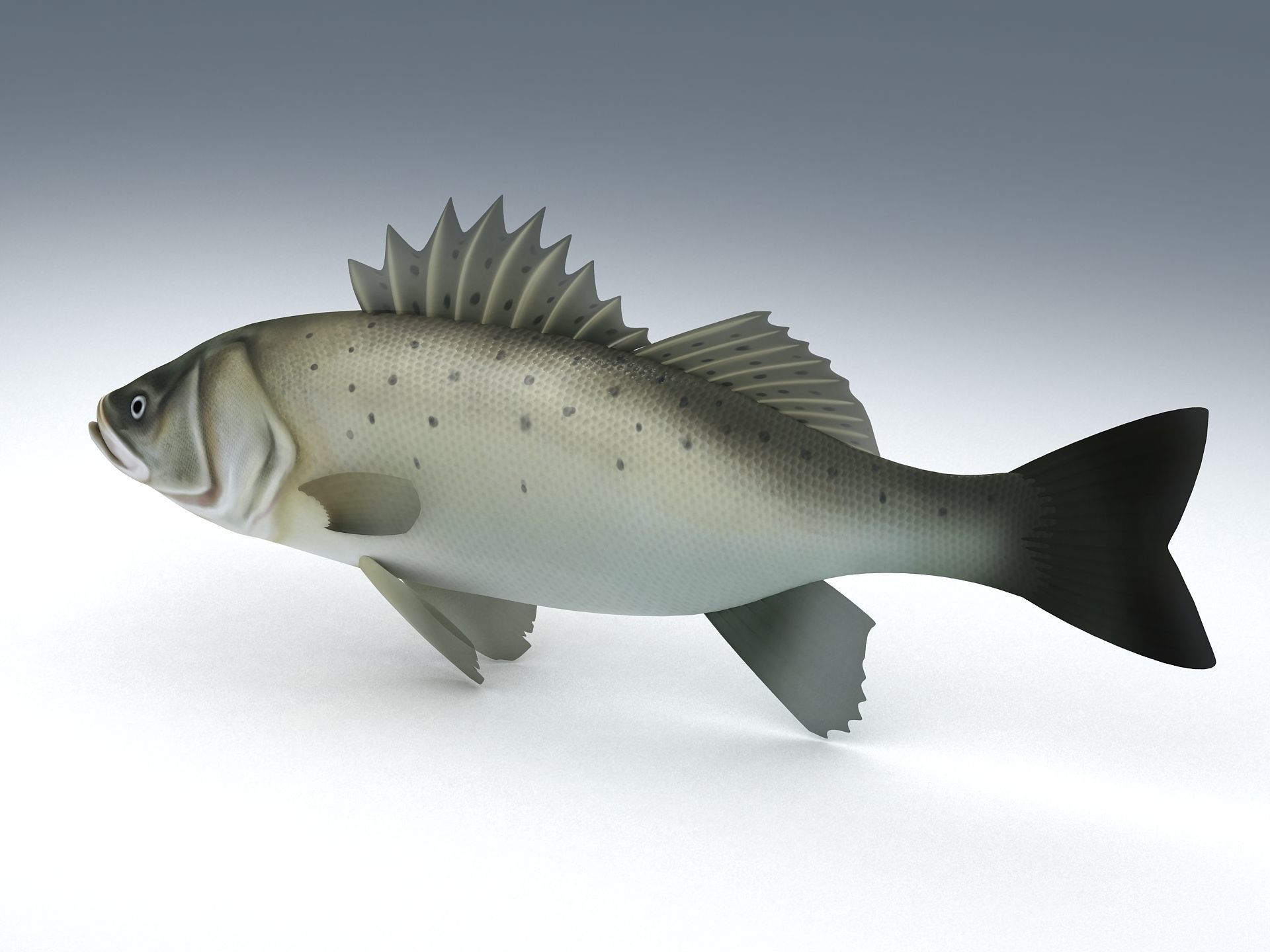 Perch Weever Sea Bass Fish Low-poly 3D model_8