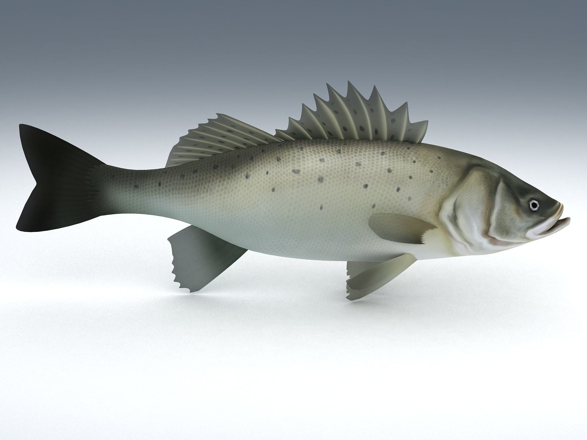 Perch Weever Sea Bass Fish Low-poly 3D model_9