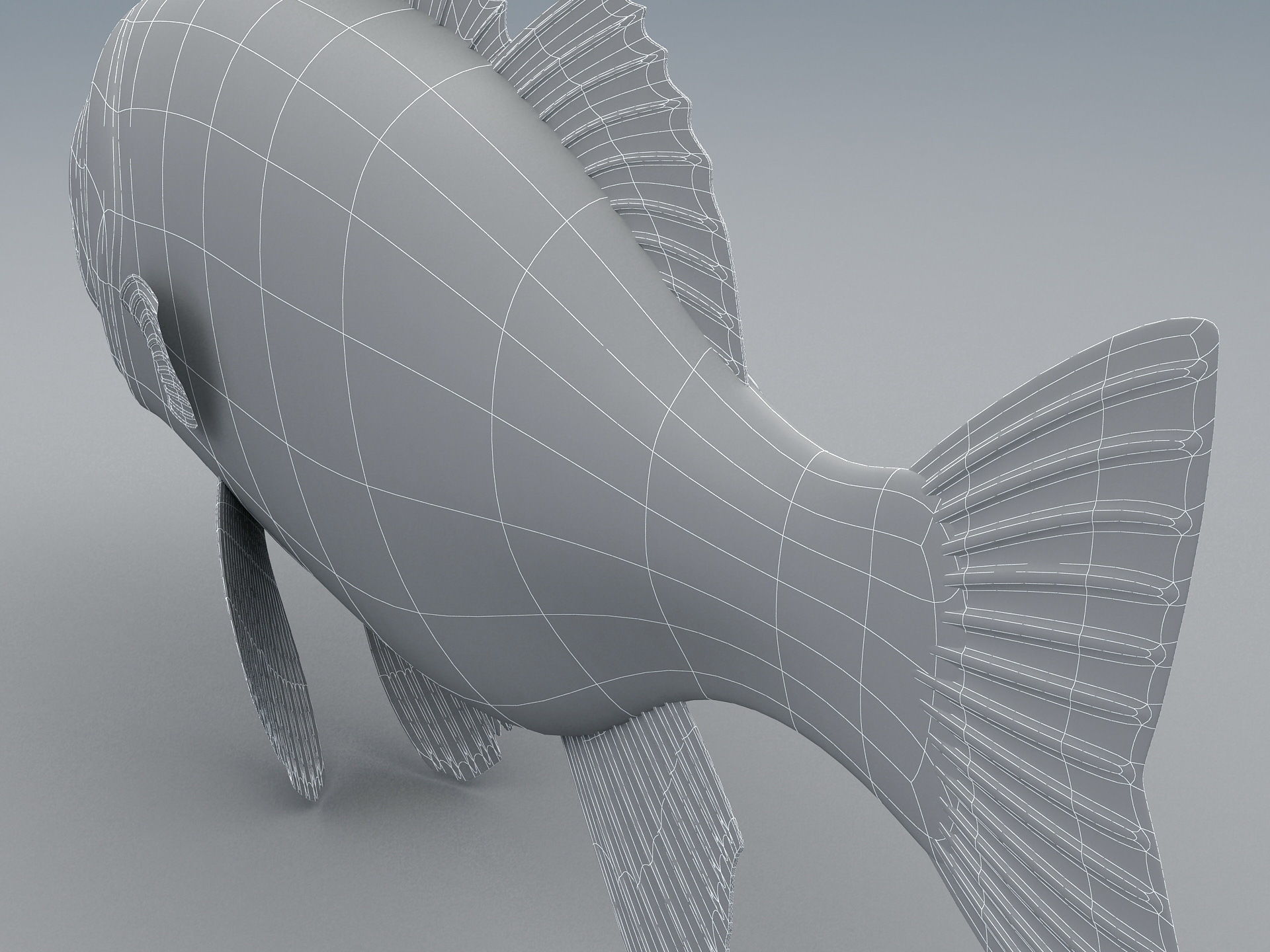 Perch Weever Sea Bass Fish Low-poly 3D model_19