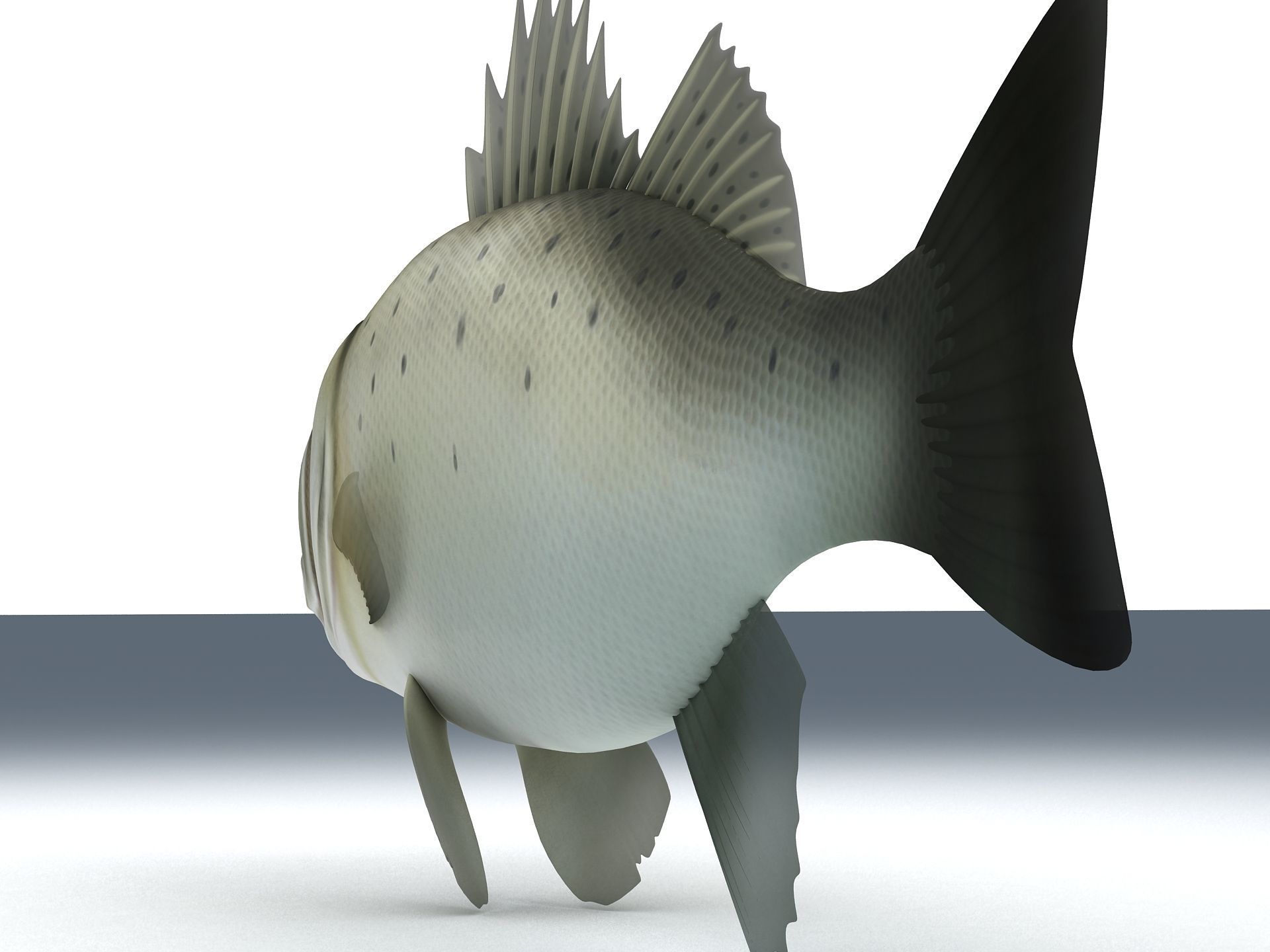 Perch Weever Sea Bass Fish Low-poly 3D model_3