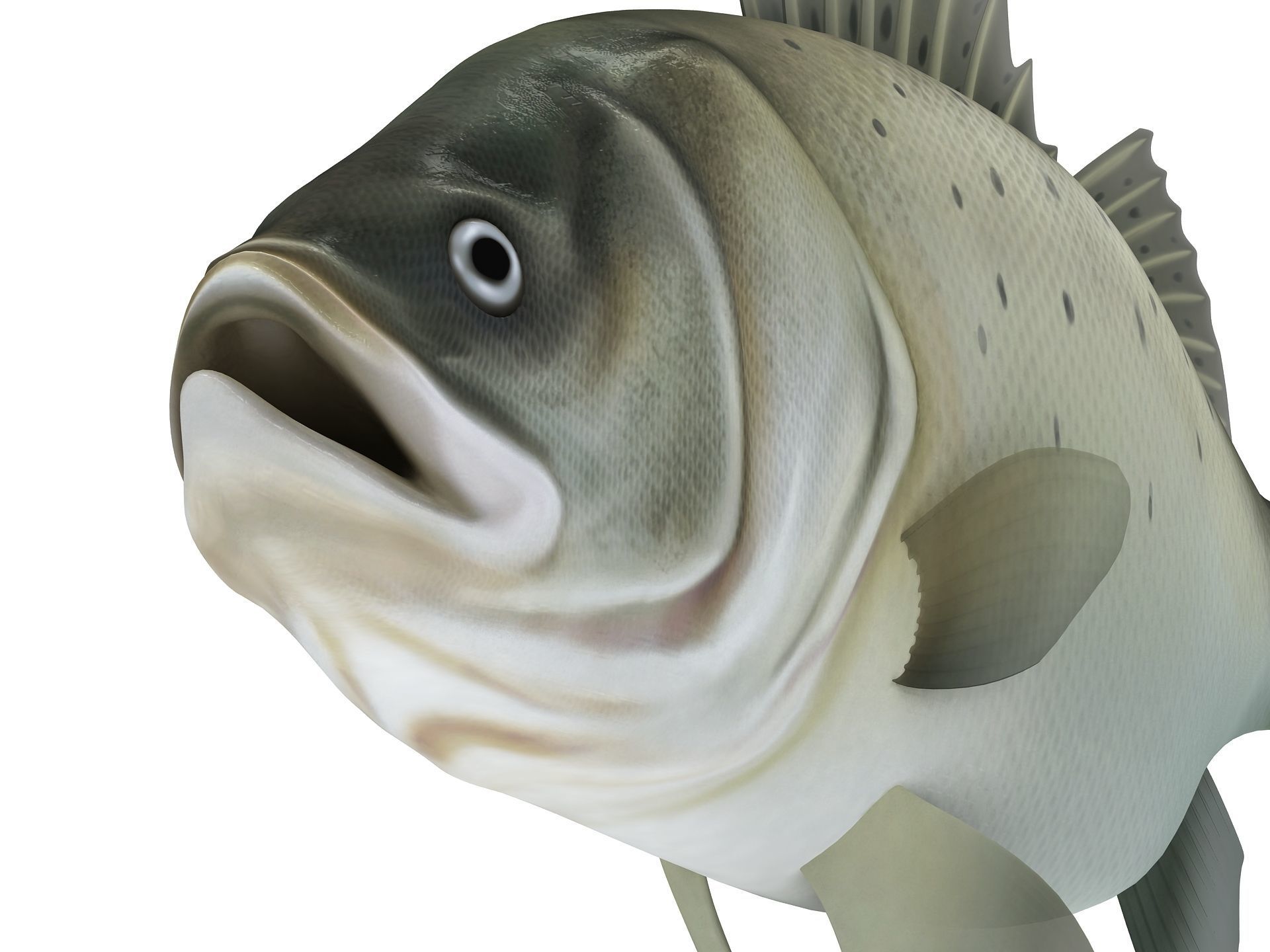 Perch Weever Sea Bass Fish Low-poly 3D model_1