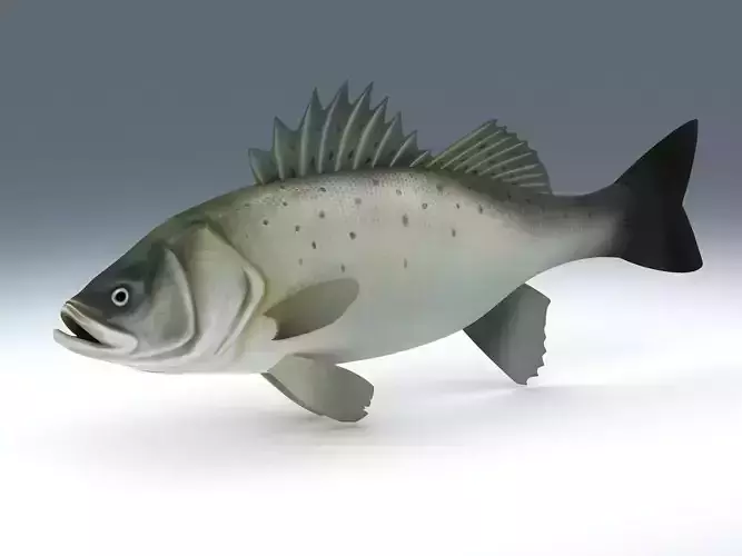 Perch Weever Sea Bass Fish Low-poly 3D model