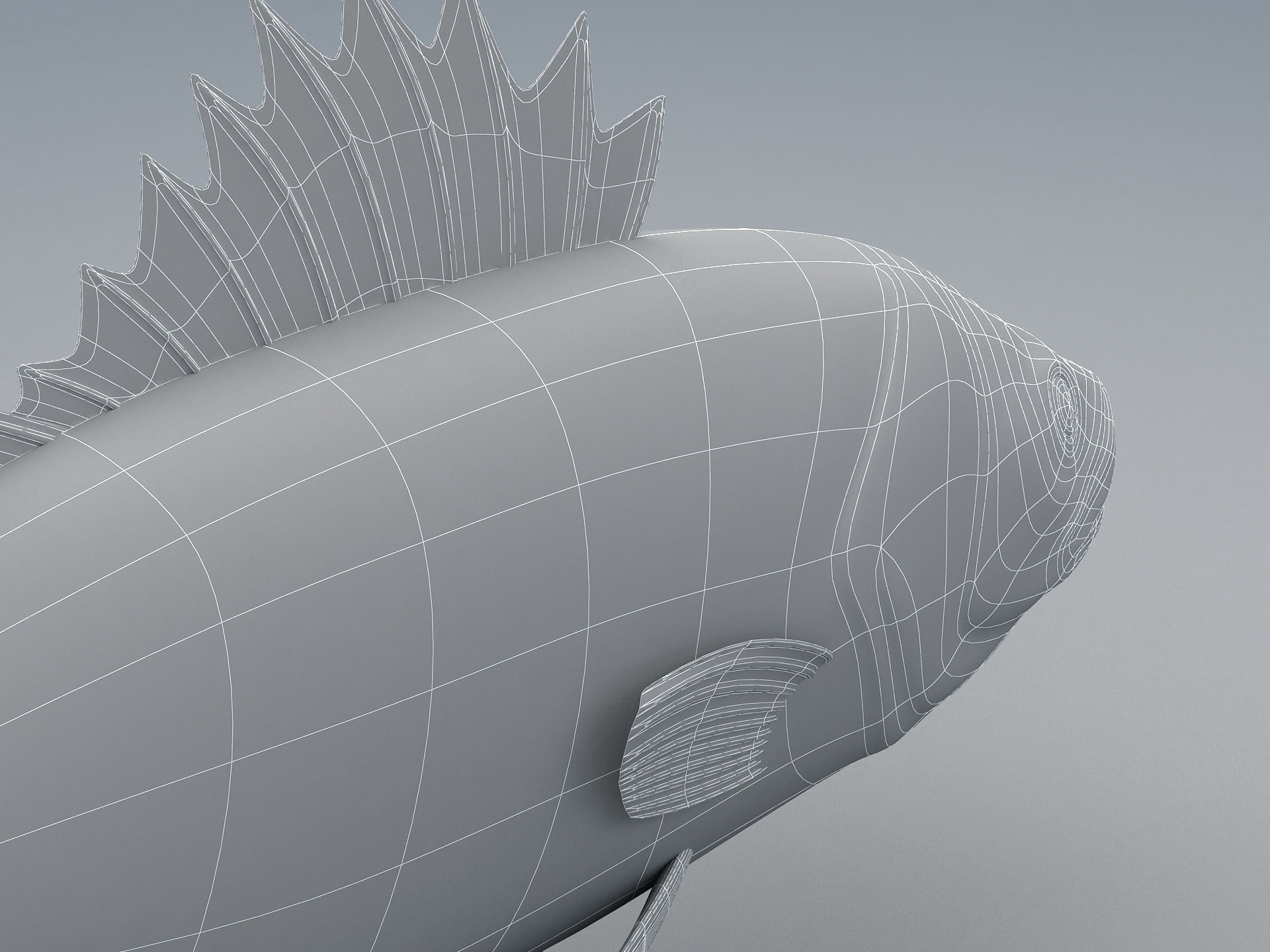 Perch Weever Sea Bass Fish Low-poly 3D model_14