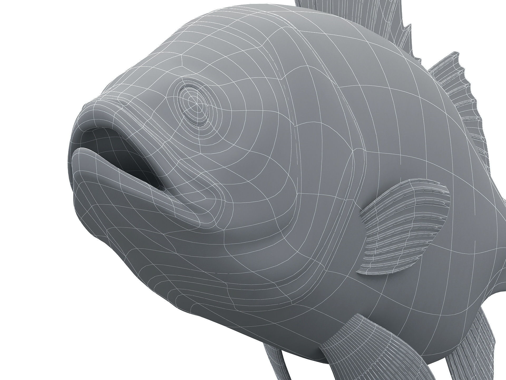 Perch Weever Sea Bass Fish Low-poly 3D model_15