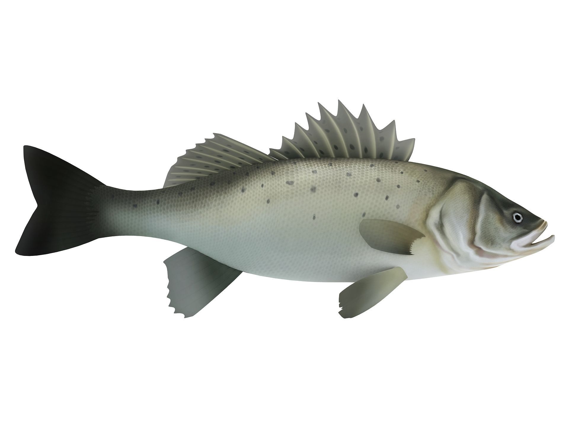 Perch Weever Sea Bass Fish Low-poly 3D model_2