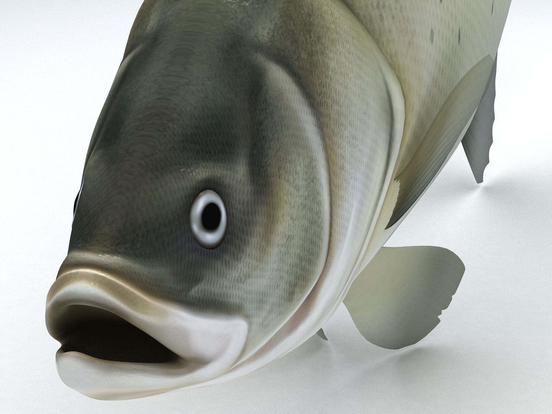 Perch Weever Sea Bass Fish Low-poly 3D model_10