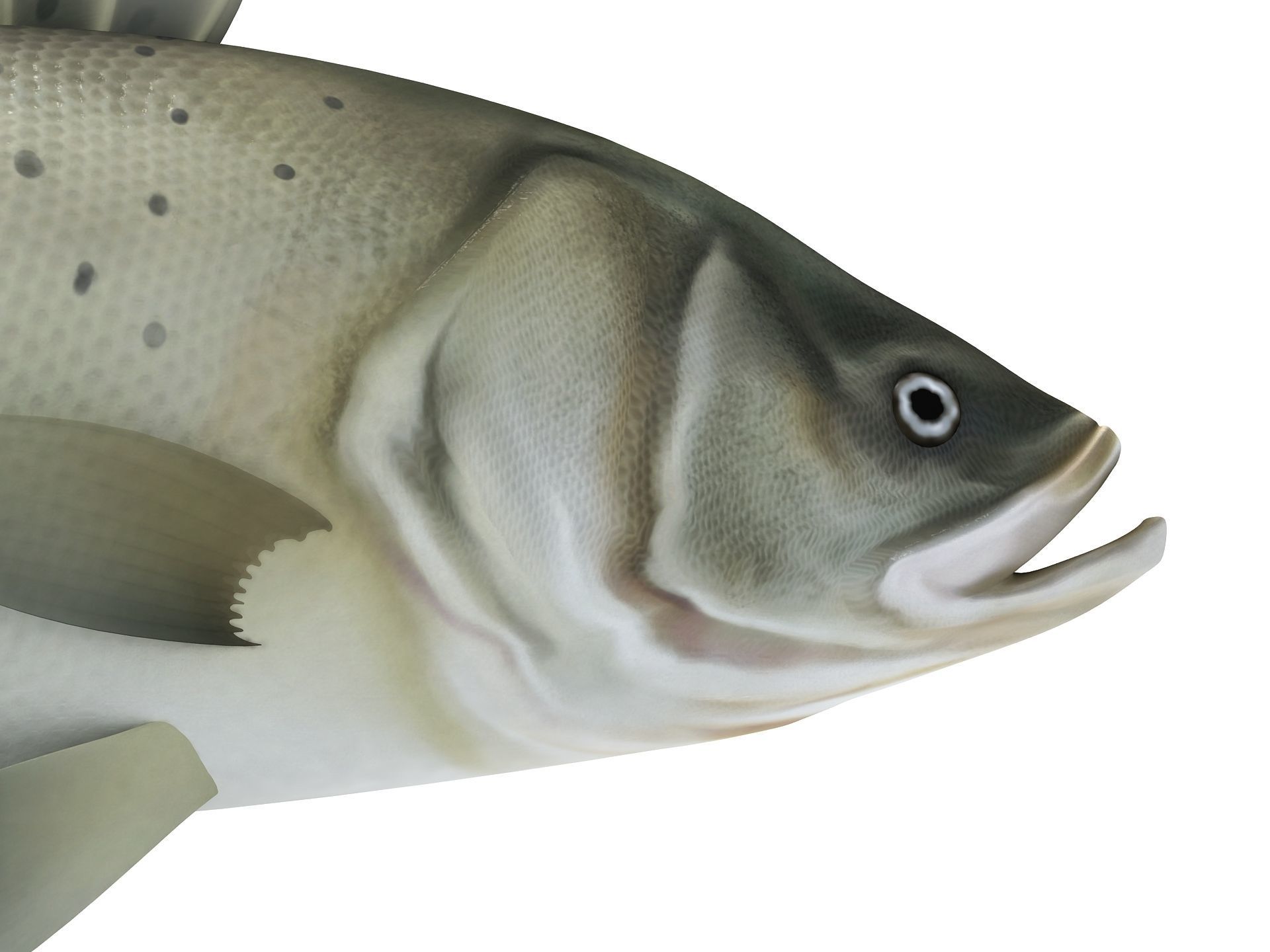 Perch Weever Sea Bass Fish Low-poly 3D model_4