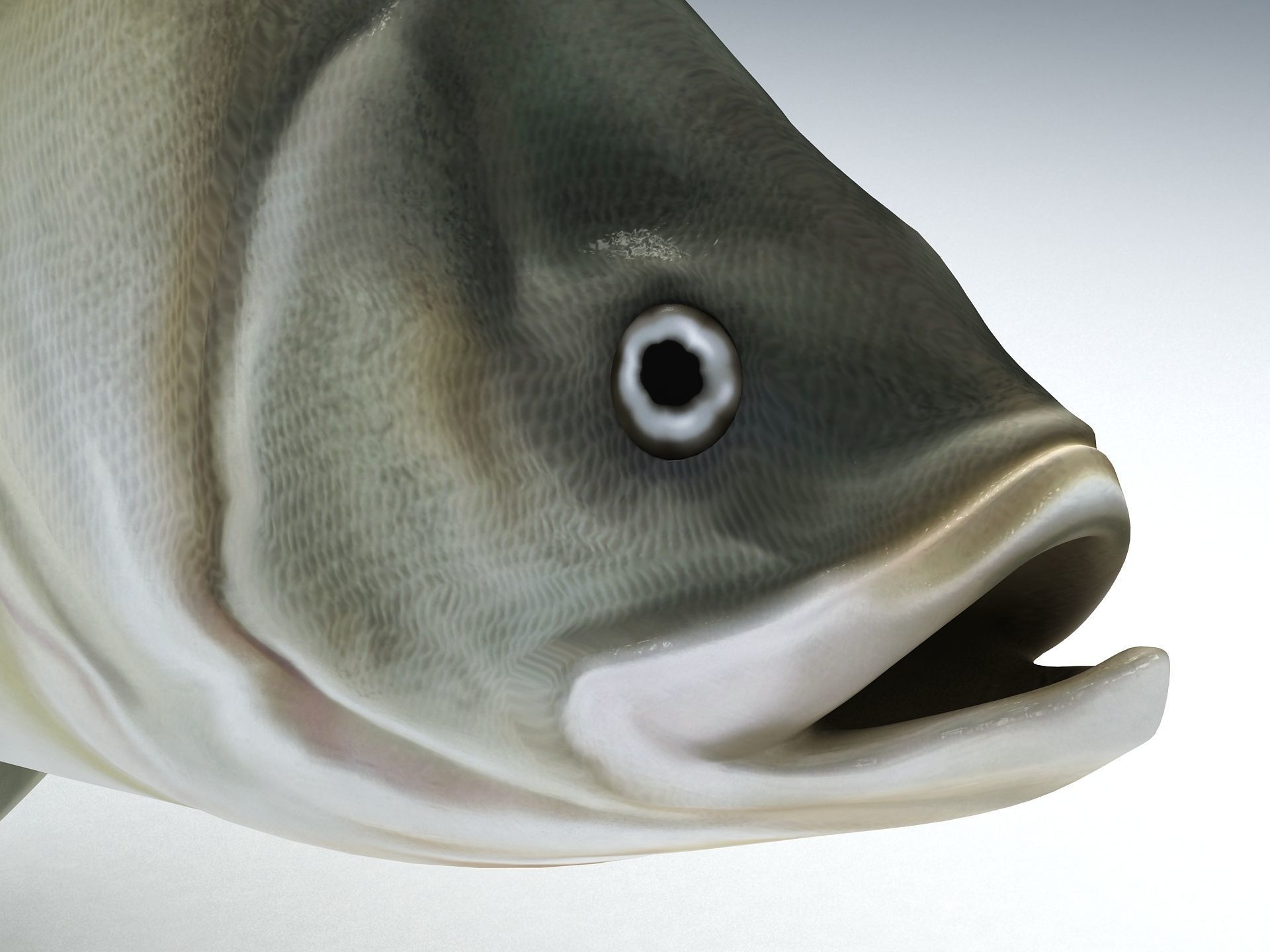 Perch Weever Sea Bass Fish Low-poly 3D model_7