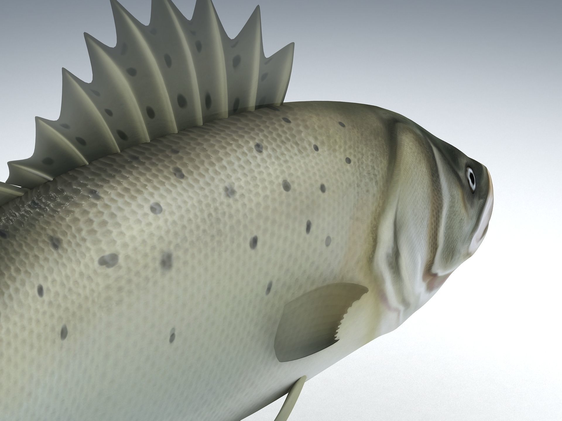 Perch Weever Sea Bass Fish Low-poly 3D model_5