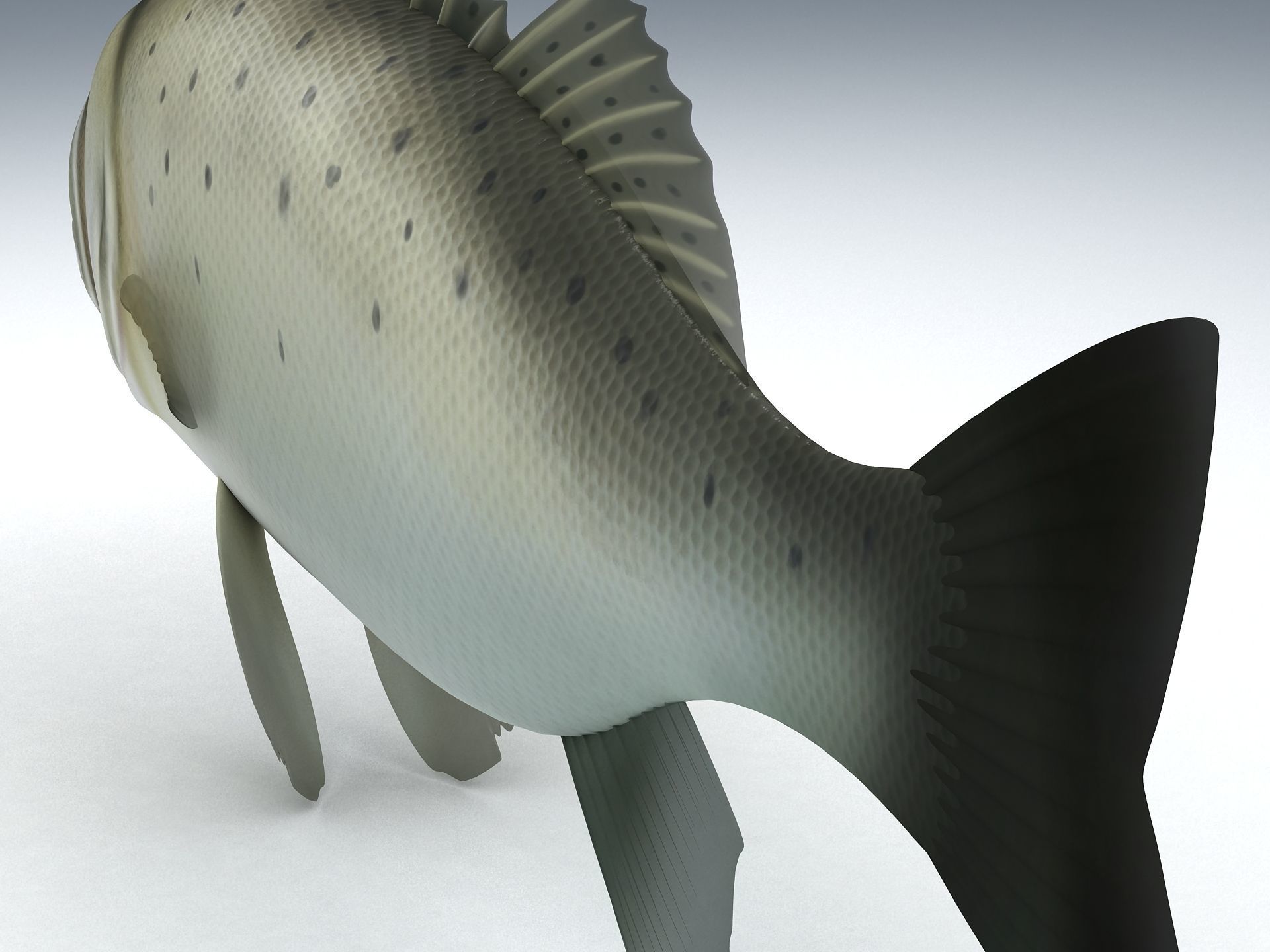 Perch Weever Sea Bass Fish Low-poly 3D model_6