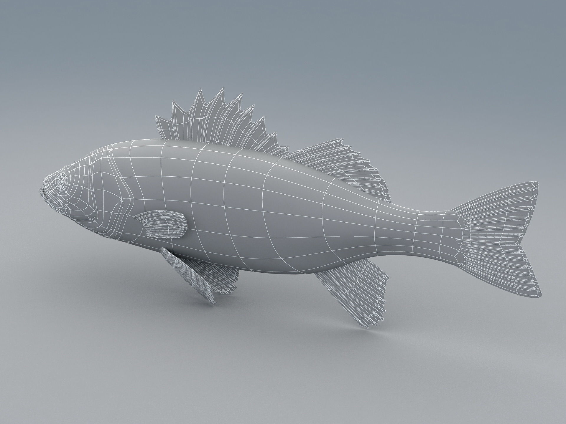 Perch Weever Sea Bass Fish Low-poly 3D model_16