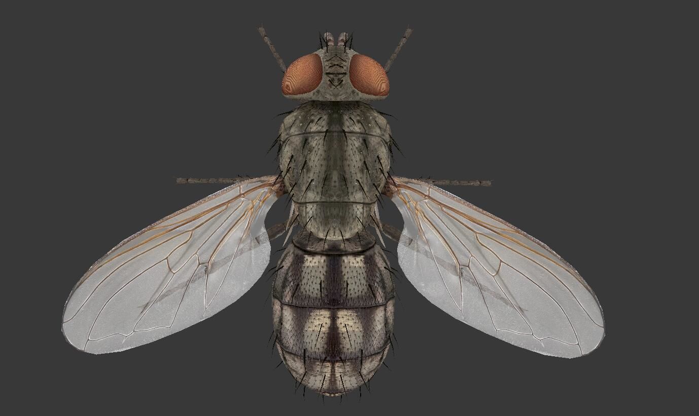 fly  housefly Low-poly 3D model_5