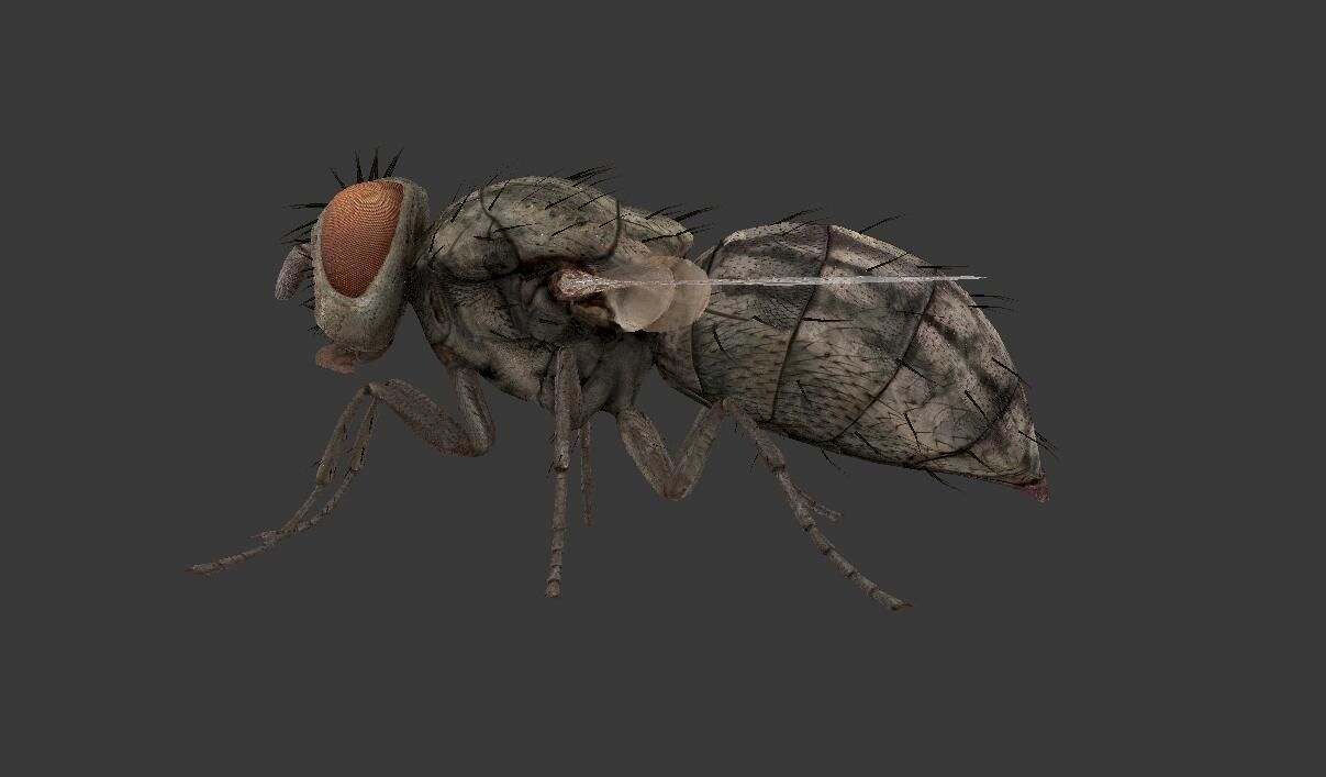 fly  housefly Low-poly 3D model_2